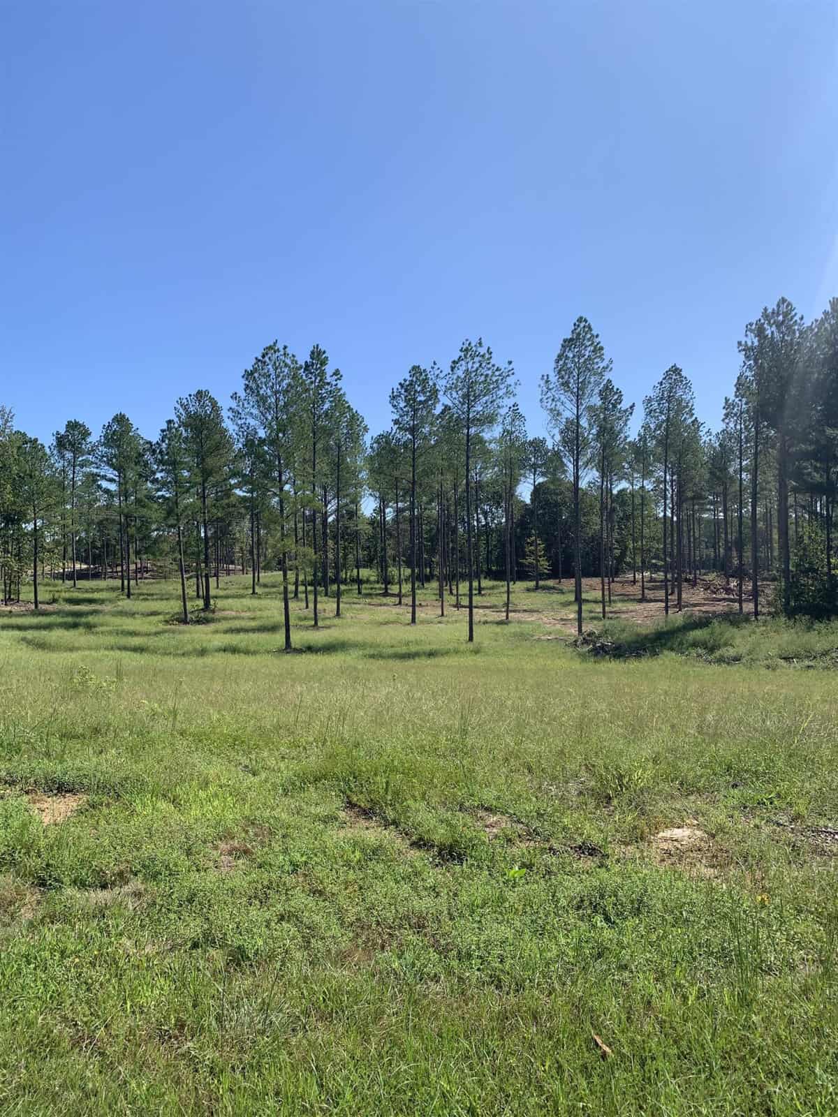 A tranquil scene of a grassy field with a sparse distribution of tall pine trees under a clear blue sky at 00 Dr Finch Road, Henderson NC.