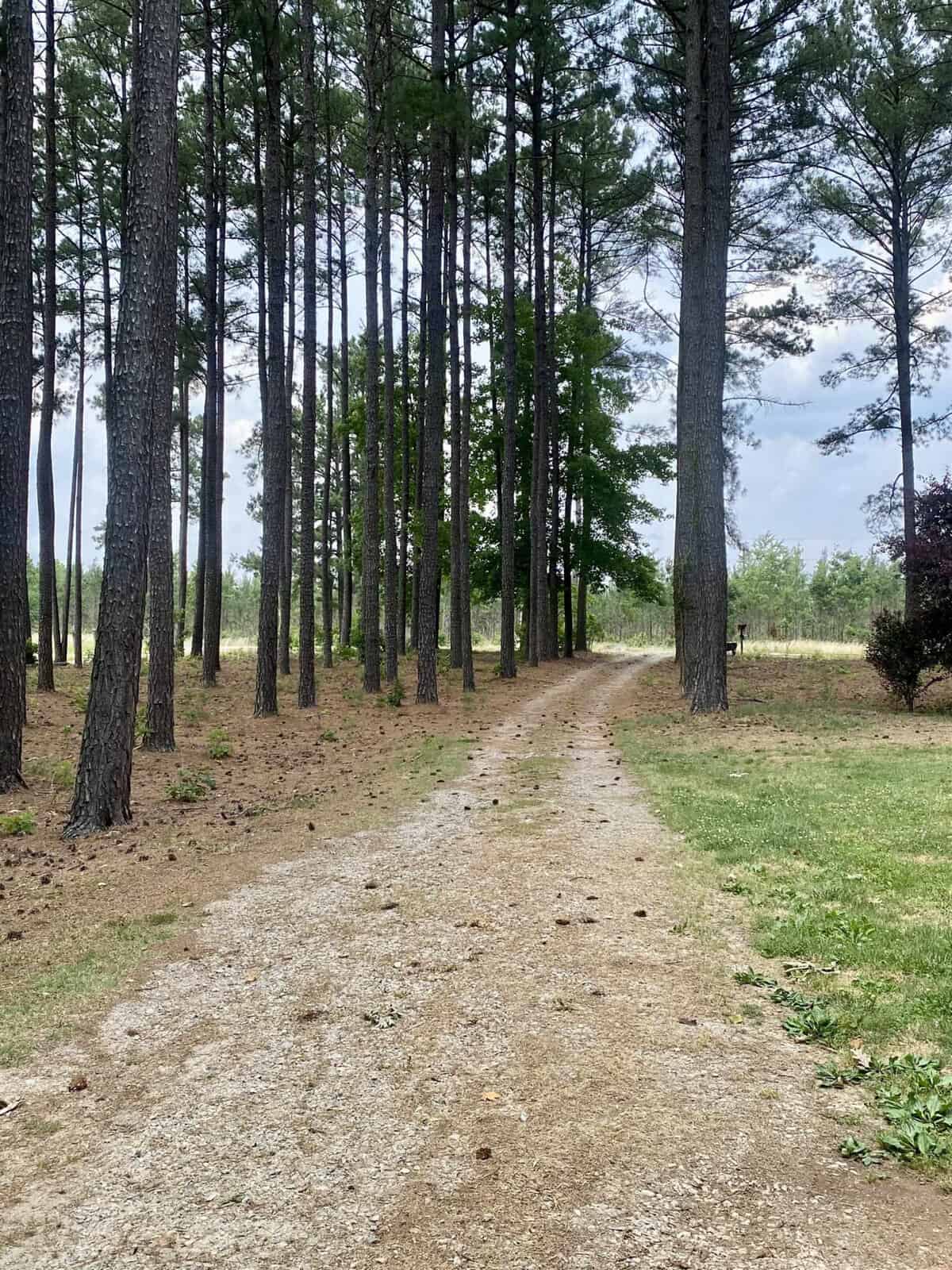A dirt path winds through a forest of tall pine trees under a cloudy sky, with grass and scattered pine needles on the ground, creating a tranquil natural scene.