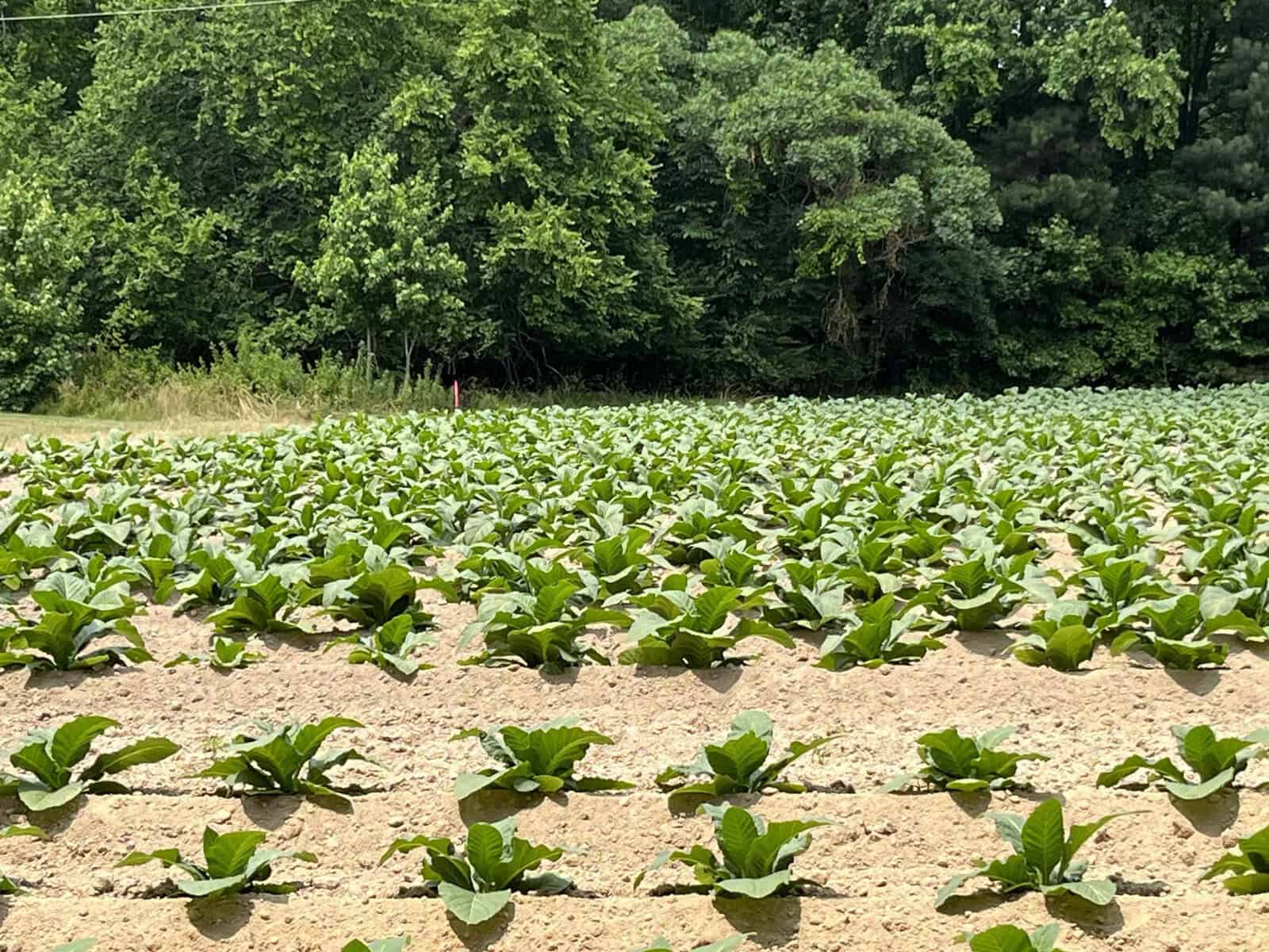A lush green field of young cabbage plants is neatly arranged in rows under bright sunlight. In the background, dense trees create a natural border, contrasting with the cultivated land.