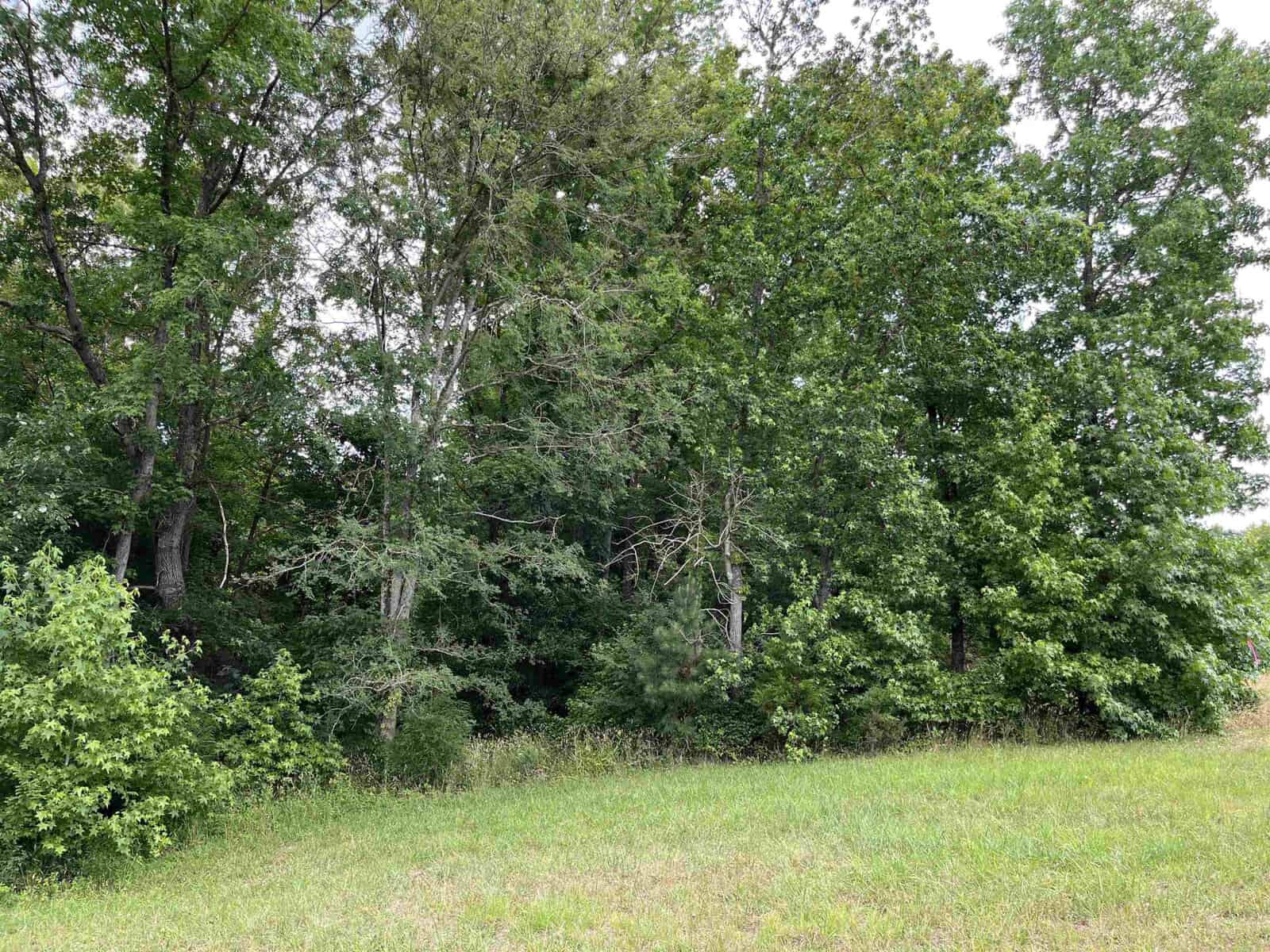 A lush green forest with dense trees and a grassy field in the foreground. The sky above is partly cloudy, providing a serene natural setting.