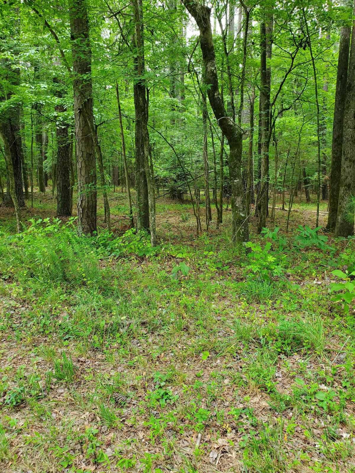 A dense green woodland with a variety of trees and underbrush.