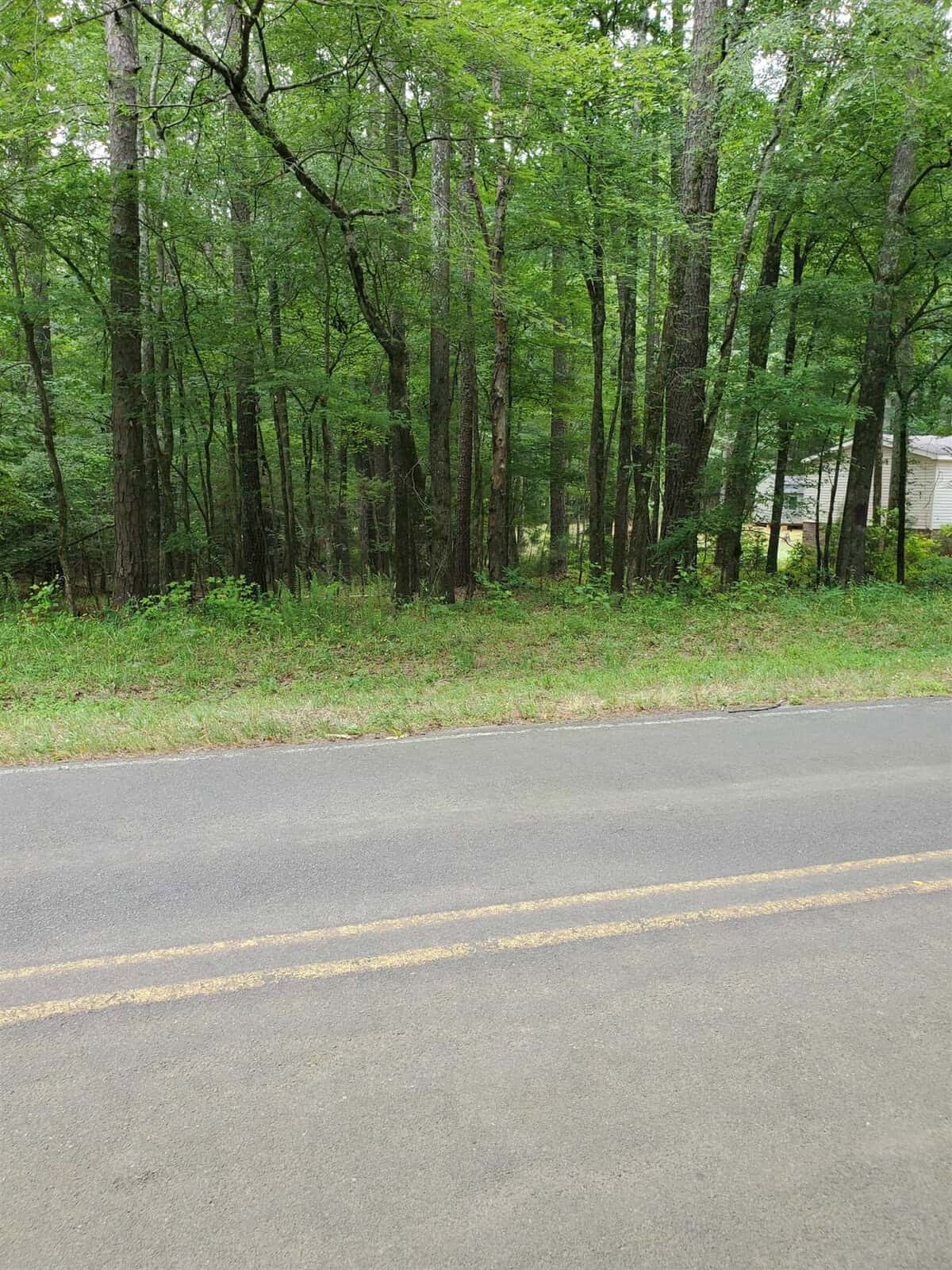 A paved road with a double yellow line running parallel to a verdant forest with a variety of trees and undergrowth.