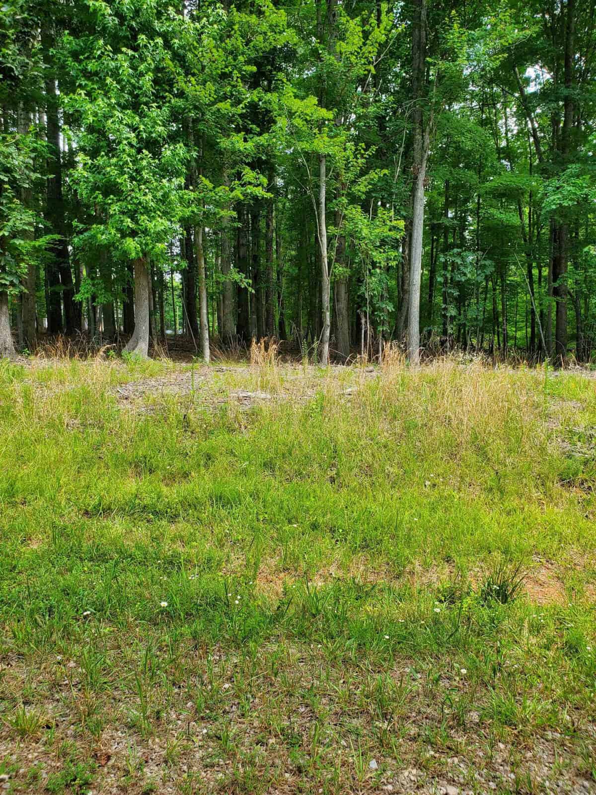 A grassy clearing transitioning into a dense forest with tall trees and green foliage at Lot 46 Cotton Pickin Place, Henderson NC.