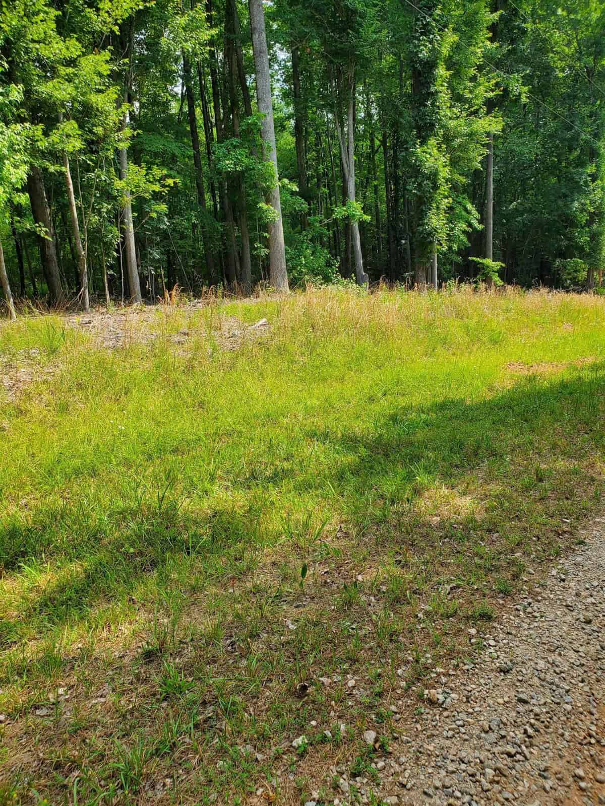 A grassy clearing at the edge of a forest with tall green trees and a gravel path on the side.
