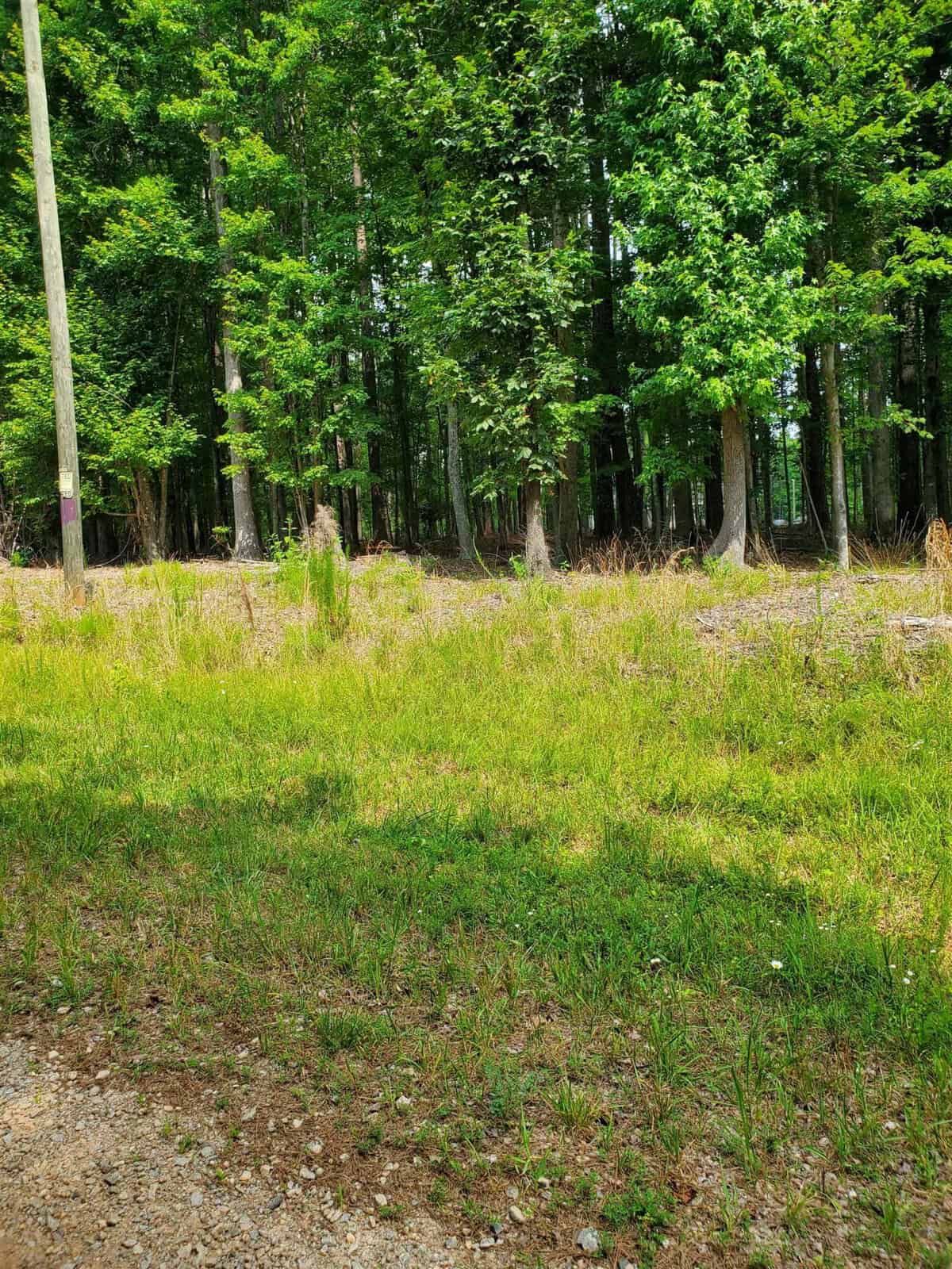 A sunny day visual showcasing a grassy clearing leading to a dense forest with tall trees.