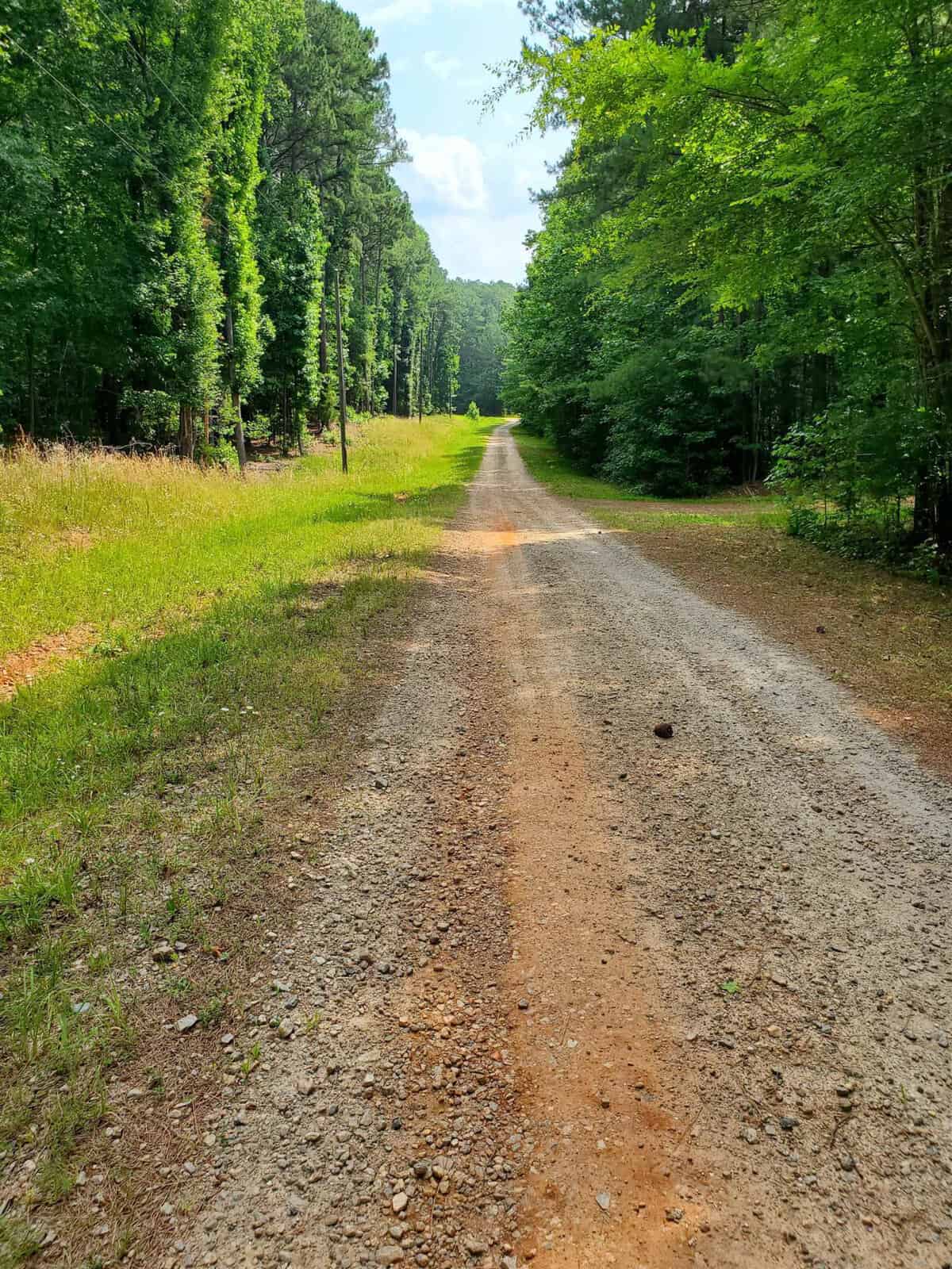 A dirt road flanked by lush green trees under a clear blue sky.