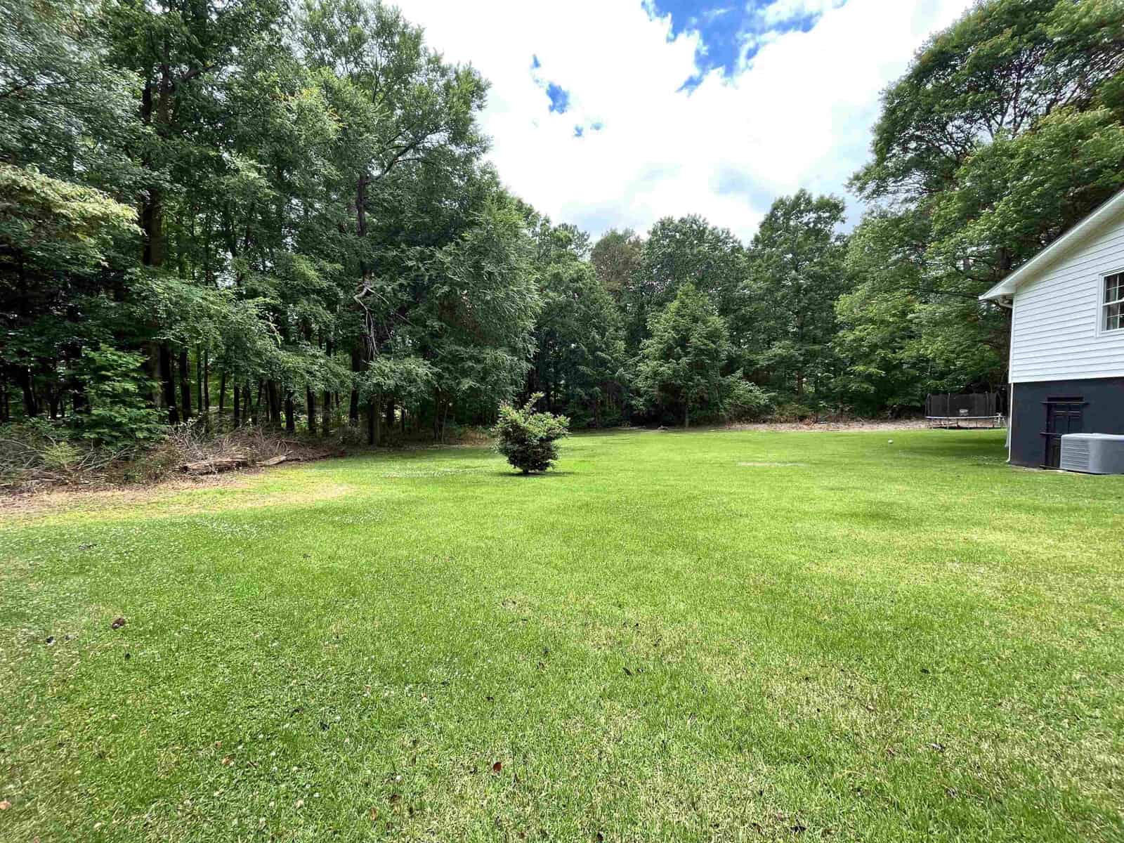 A sunny backyard with a well-maintained lawn, bordered by dense trees, featuring a solitary shrub and a portion of a house on the right.