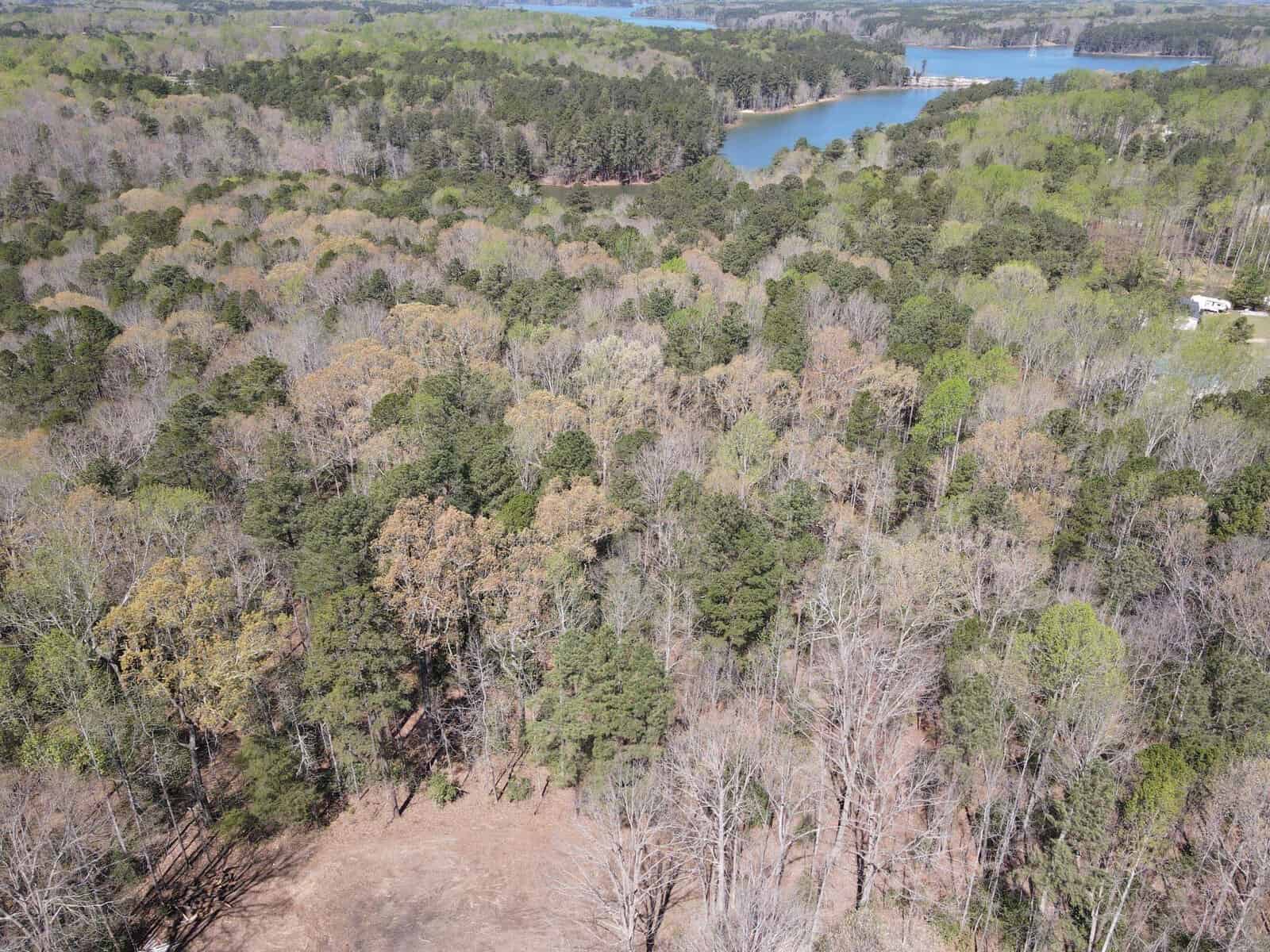 Aerial view of a dense forest with a variety of trees and a lake in the background.