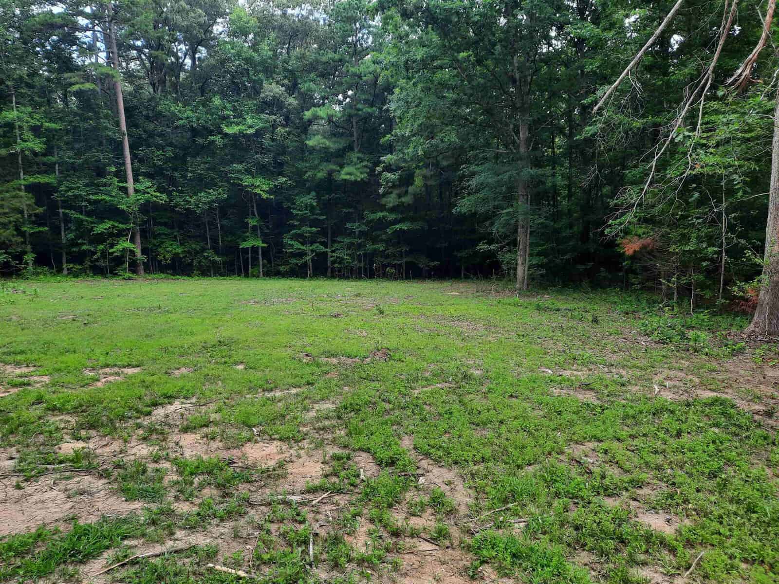 A grassy clearing at the edge of a dense forest with various trees and underbrush visible.