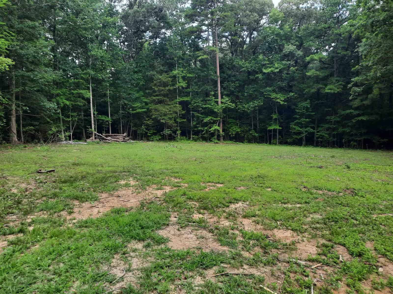 A grassy clearing at the edge of a dense forest with scattered patches of dirt and underbrush visible.