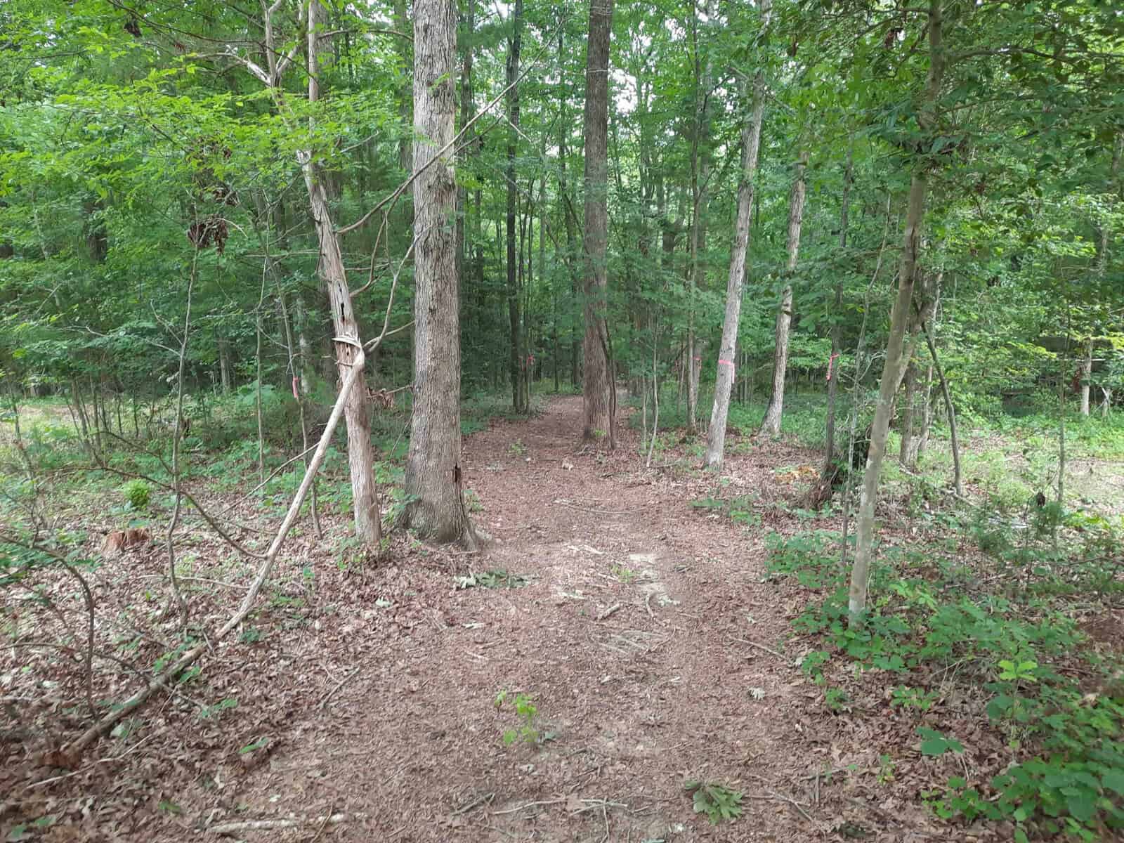 A narrow dirt path winding through a dense forest with various species of trees and underbrush.