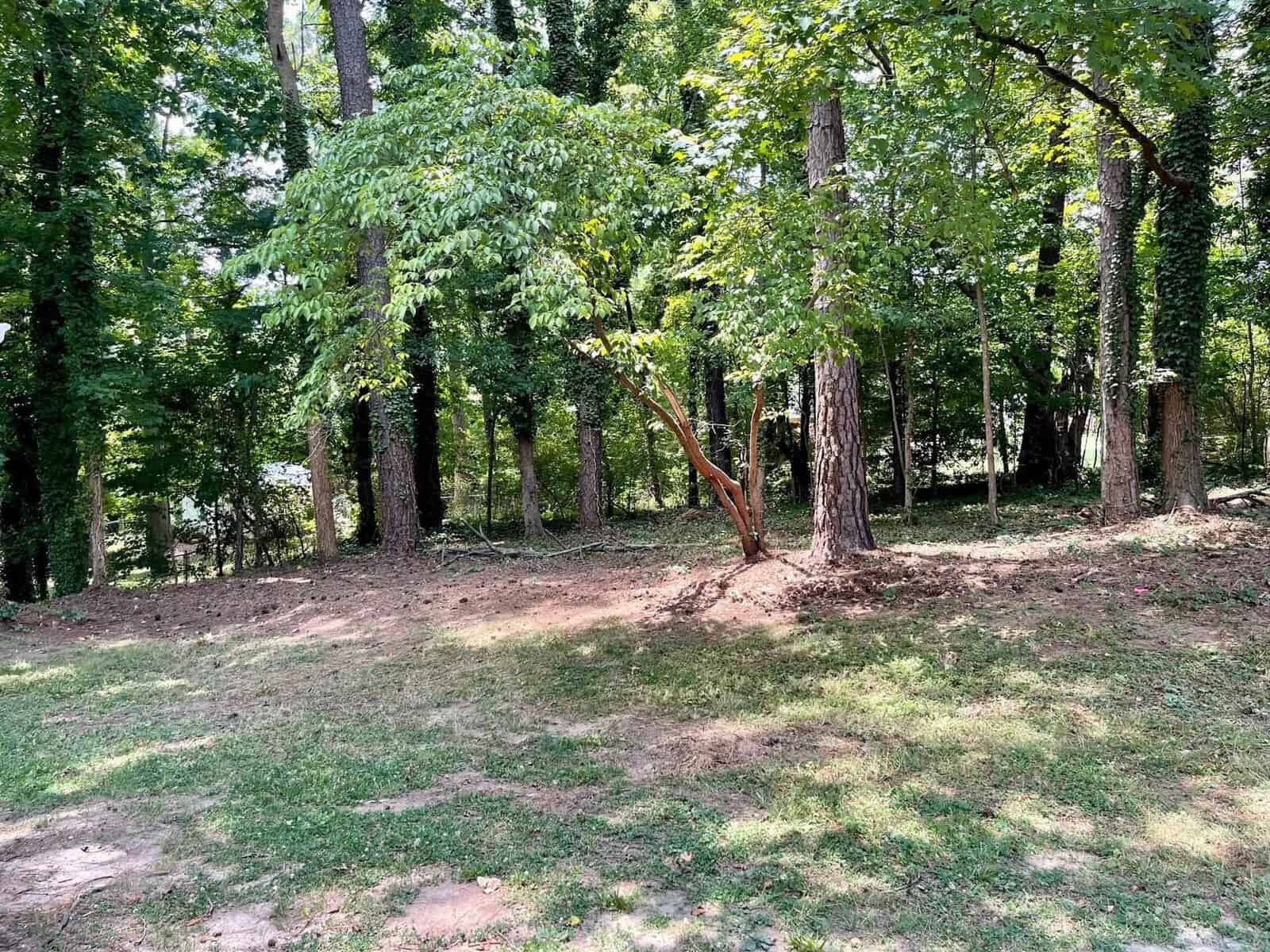 A wooded area with a variety of trees and grass, illuminated by natural sunlight.