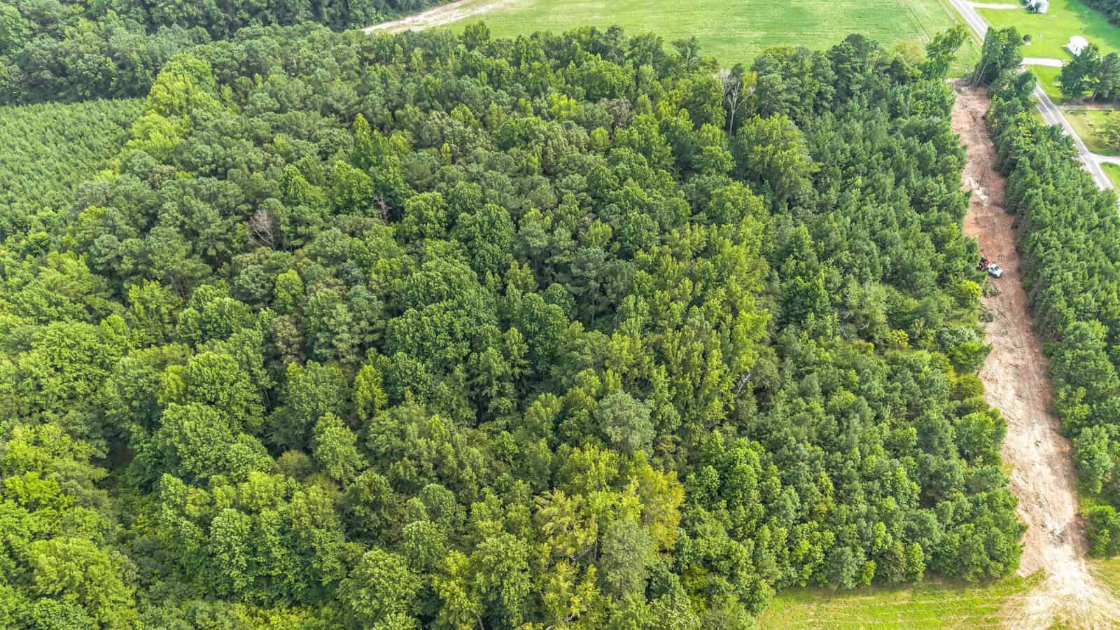 Aerial view of a dense green forest surrounded by cleared land and grassy fields, with a dirt path and a few vehicles visible on the right side near a road.
