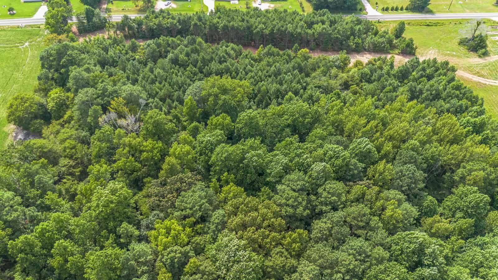Aerial view of a dense, green forest with a road and grassy areas visible in the background on a bright, sunny day.