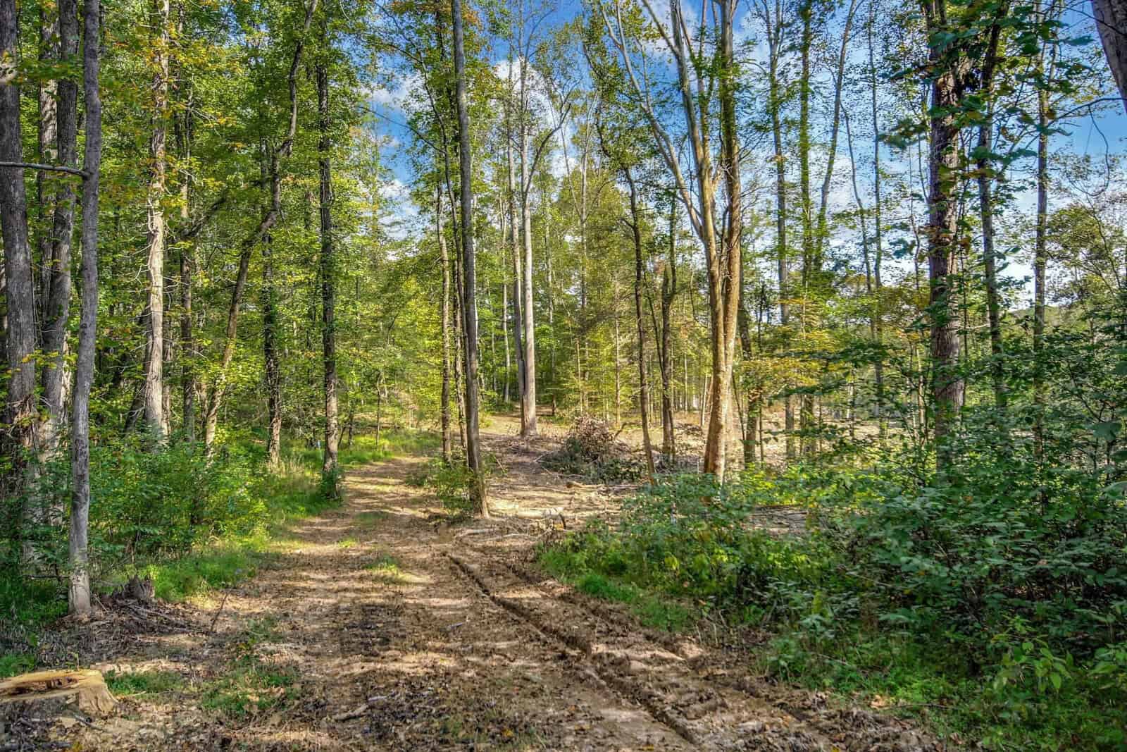 A sunlit forest path surrounded by green trees and lush vegetation. The dirt trail is lined with tall trees, casting dappled shadows on the ground. The sky is clear and blue, visible through gaps in the canopy.