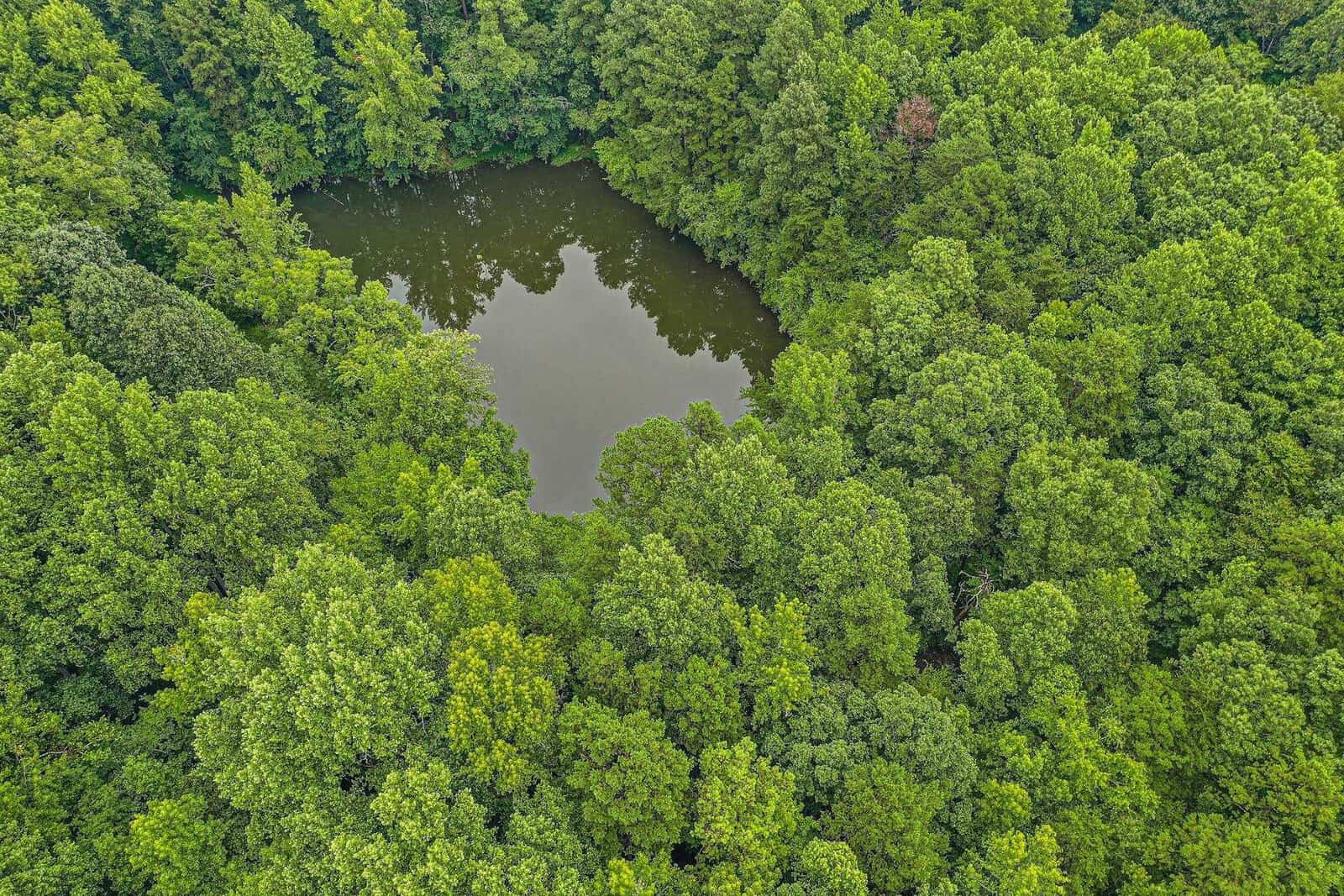 Aerial view of a dense green forest surrounding a small, tranquil pond. The trees are lush and vibrant, creating a natural, serene landscape. The water reflects the trees, adding to the peaceful atmosphere.