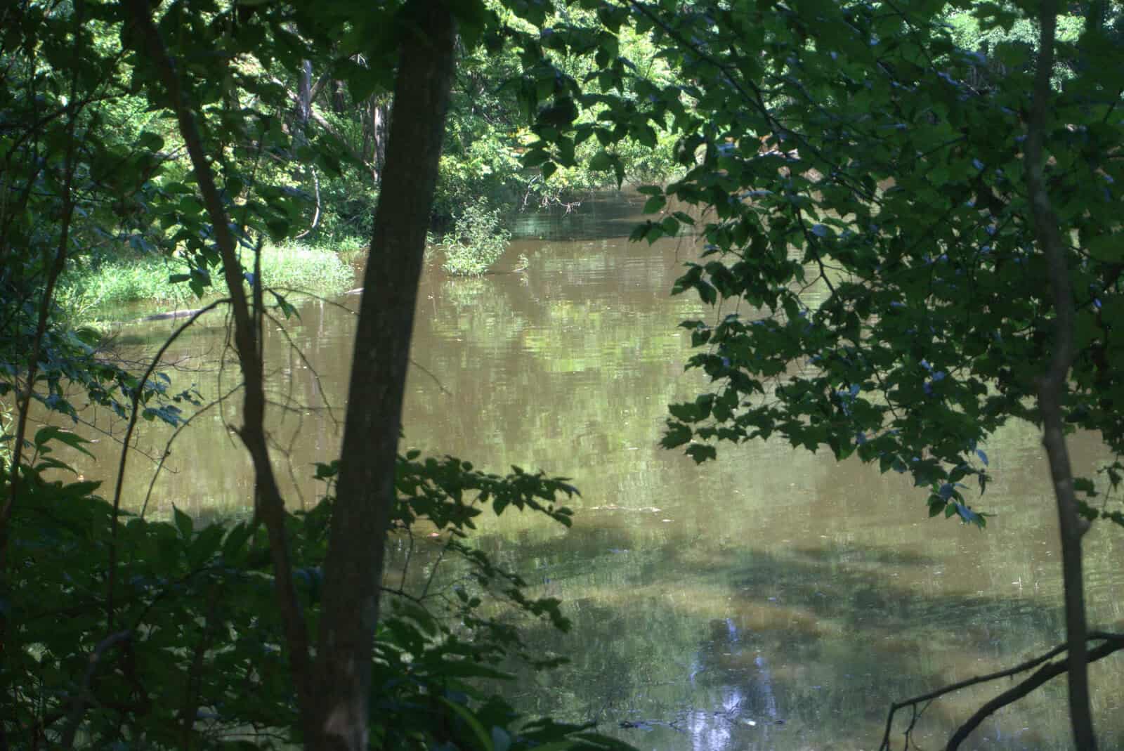 A tranquil pond surrounded by lush green trees and foliage. The water reflects the greenery, creating a serene and natural setting. Sunlight filters through the leaves, casting gentle shadows on the water's surface.