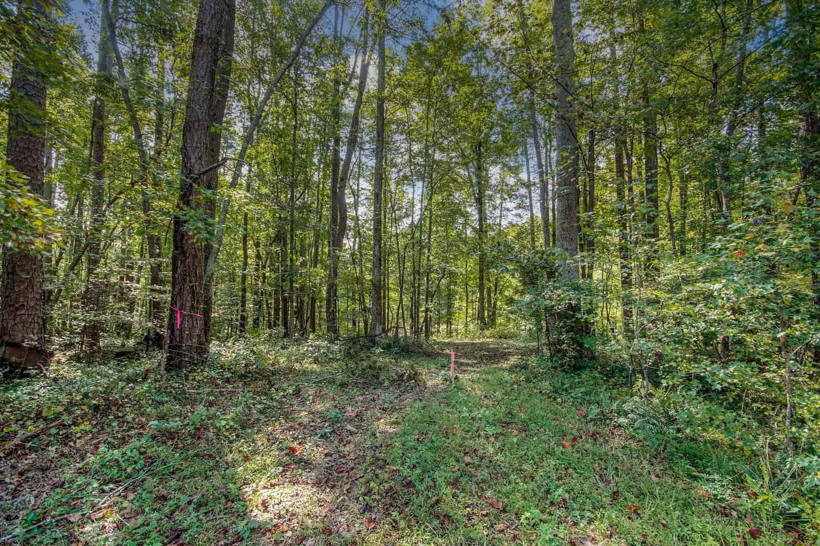 A peaceful forest scene with tall trees and a narrow path leading through dense greenery. Sunlight filters through the leaves, casting dappled shadows on the ground. Pink markers are tied to some trees.