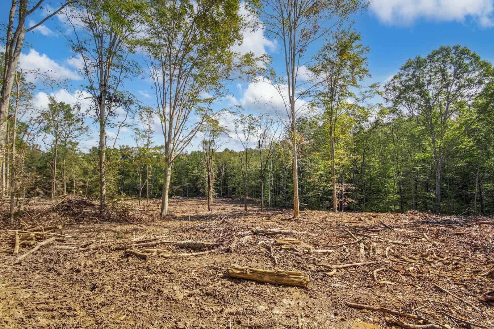 A forest area with scattered, tall trees stands on cleared land under a clear blue sky. The ground is covered with logs and branches, suggesting recent deforestation. Lush green trees border the background.