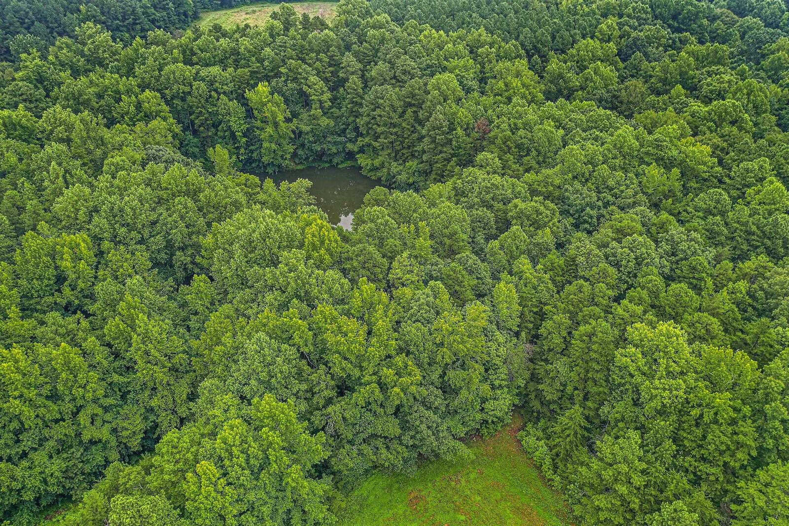 Aerial view of a lush green forest with dense tree canopy. A small pond is visible in the center surrounded by the greenery, giving a serene and vibrant natural landscape.