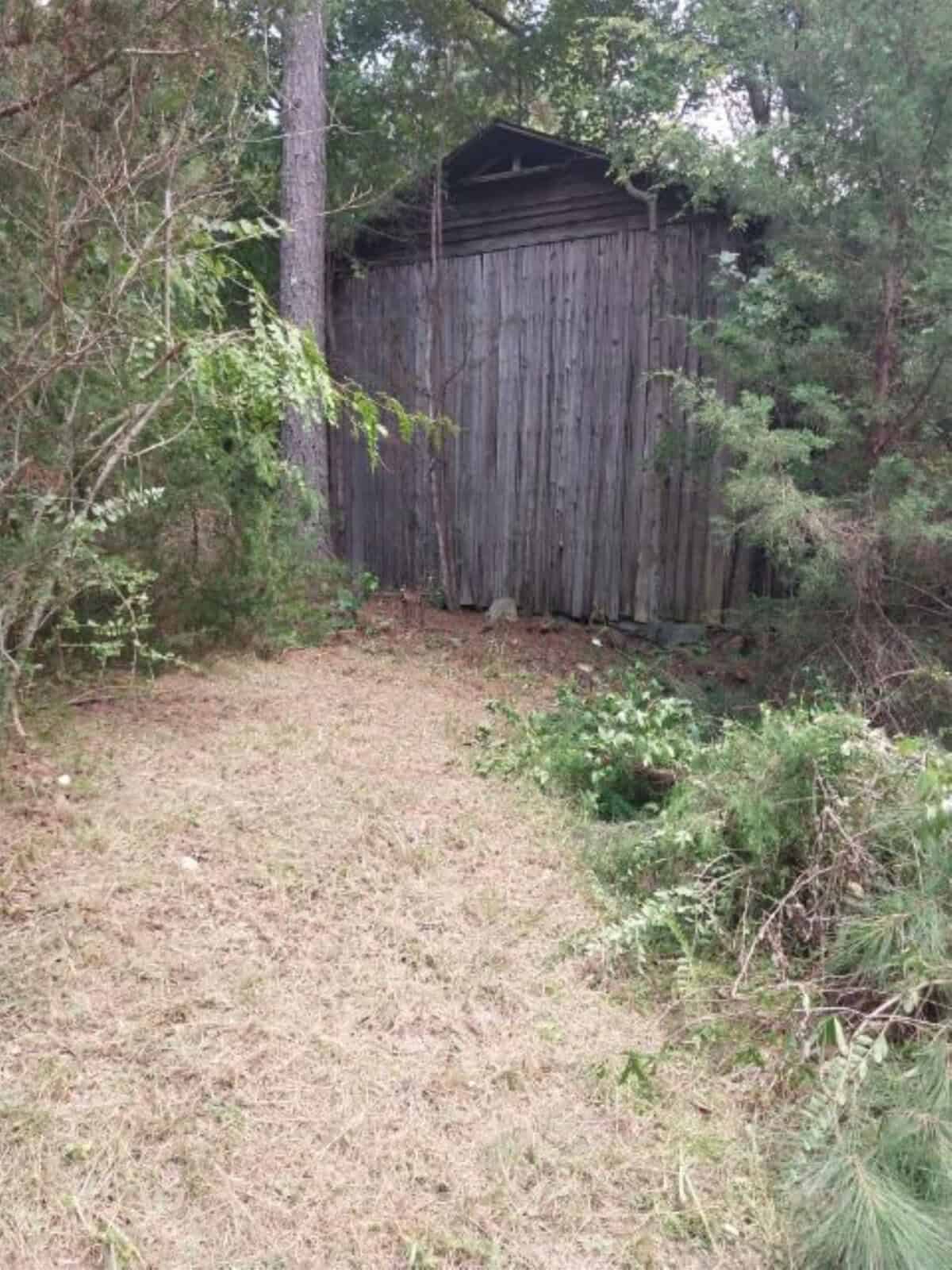 A weathered, wooden shed is partially hidden by dense greenery. The shed stands among tall trees, with a grassy, slightly overgrown path leading up to it. Sunlight filters through the leaves, casting patches of light and shadow on the ground.