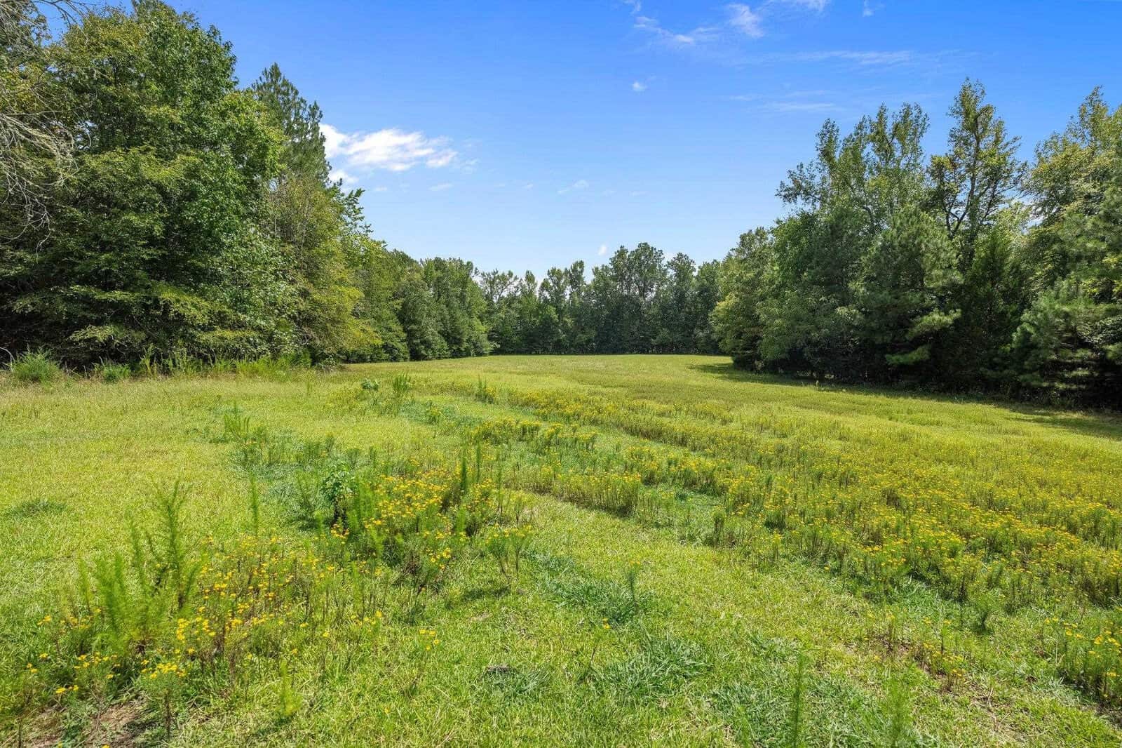 A sunny day over a tranquil field with patches of yellow wildflowers, surrounded by trees under a clear blue sky.