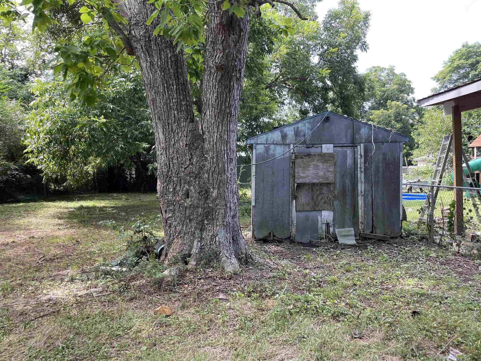 A weathered metal shed stands next to a large tree in a backyard with overgrown grass.