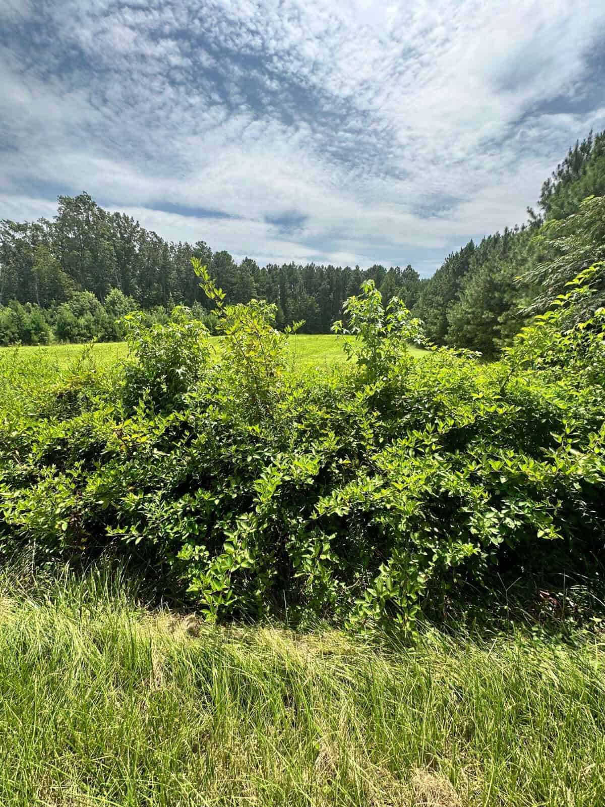 A lush green field with dense bushes in the foreground and a line of trees in the background under a partly cloudy sky. The grass is vibrant, indicating a sunny day.