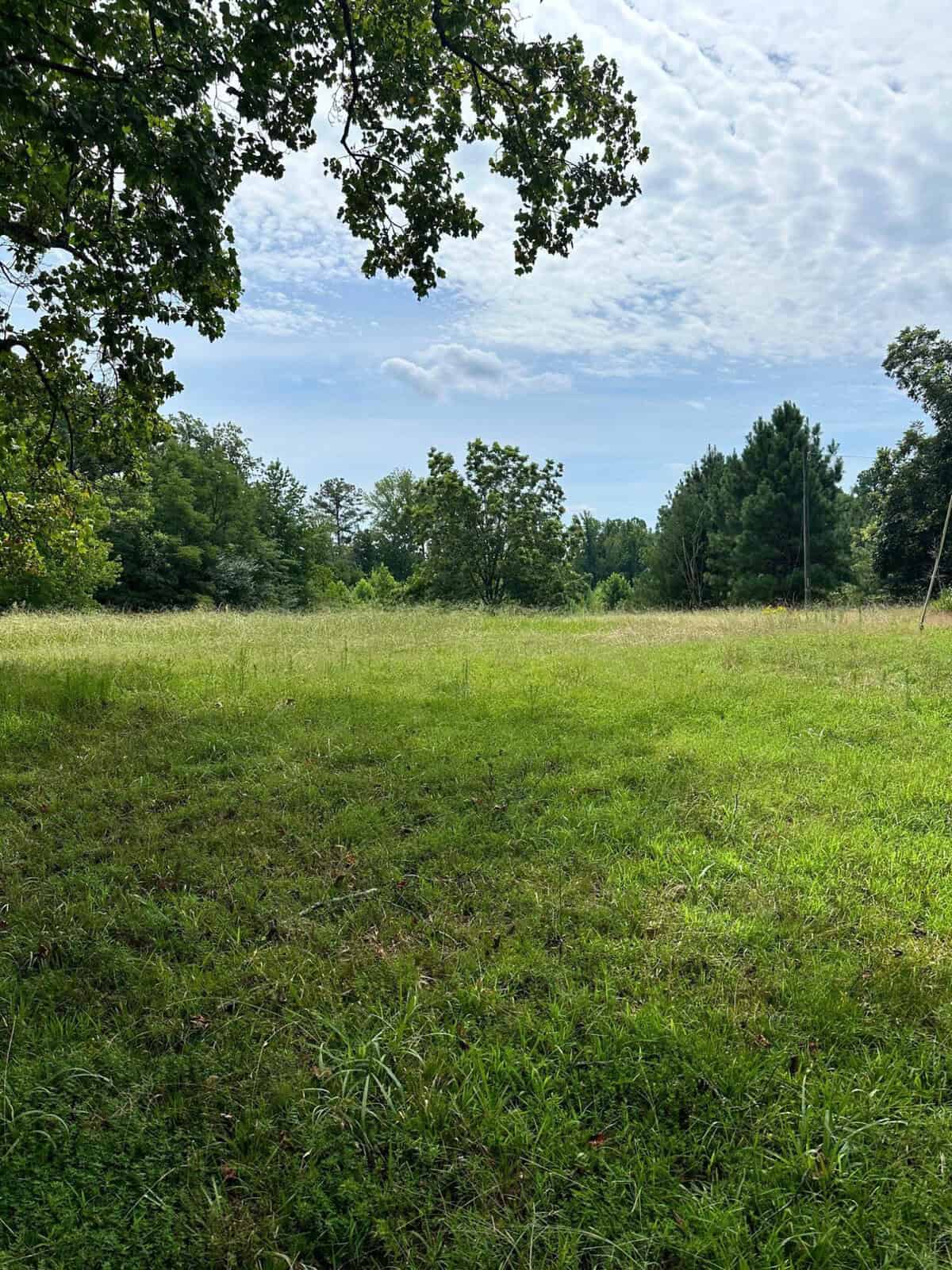 A lush green meadow with a variety of trees under a partly cloudy sky. The grass is vibrant, and the landscape exudes a tranquil, natural beauty. Branches of a large tree extend into the frame from the top left.