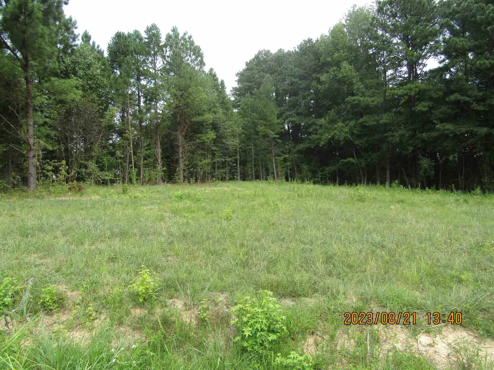 A serene woodland scene featuring a grassy clearing surrounded by tall pine trees under a bright sky, taken on a sunny day.