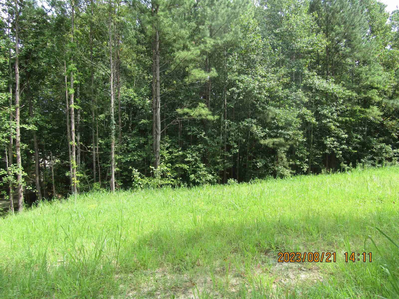 A lush green meadow with tall grass in the foreground, leading to a dense forest of tall trees under a clear sky. The time-stamp on the image shows "2023/08/21