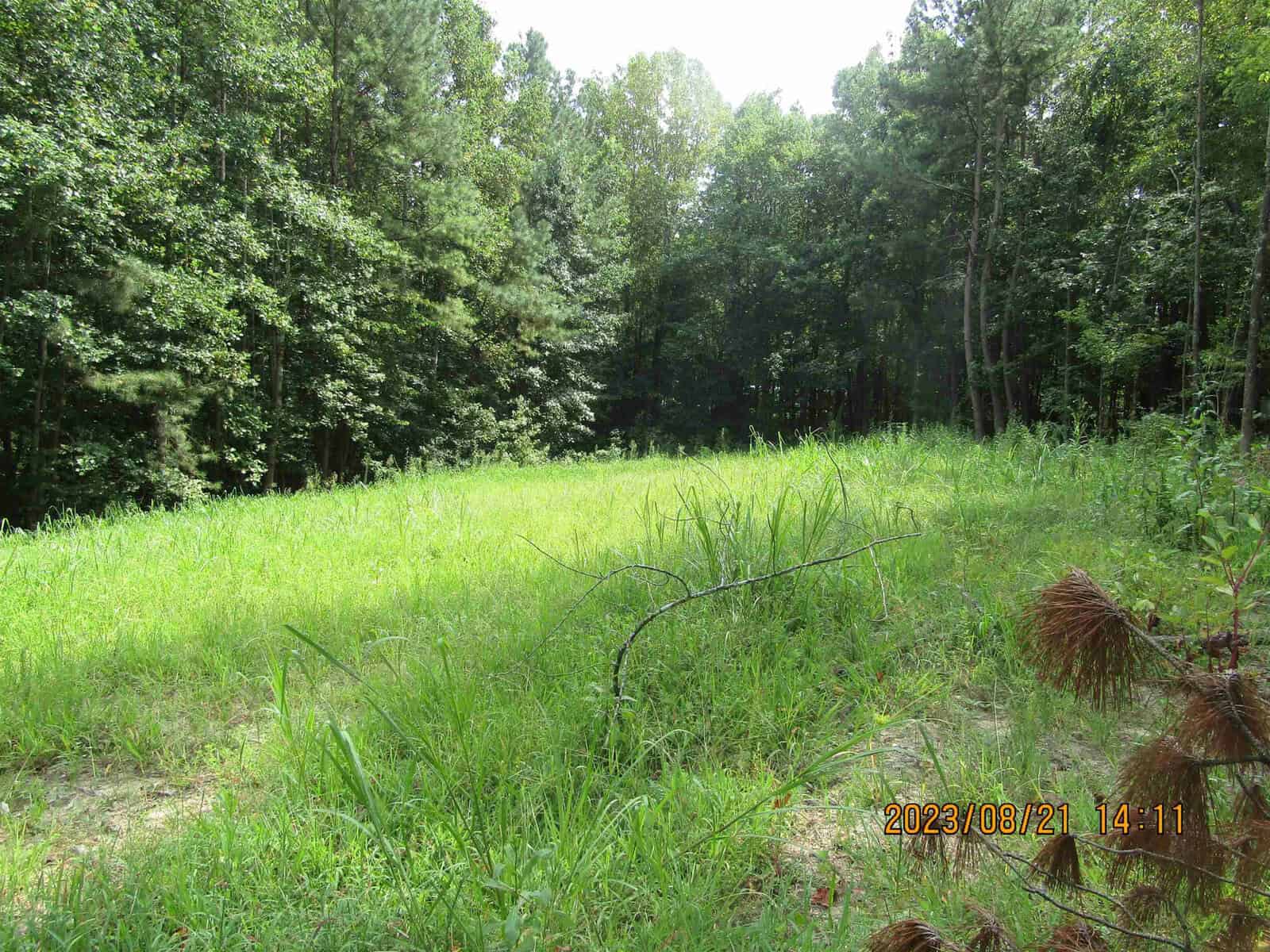 A lush green meadow surrounded by dense trees under a clear sky, sunlight streaming through, with a time stamp “2023/08/21 14:11” visible in the corner.