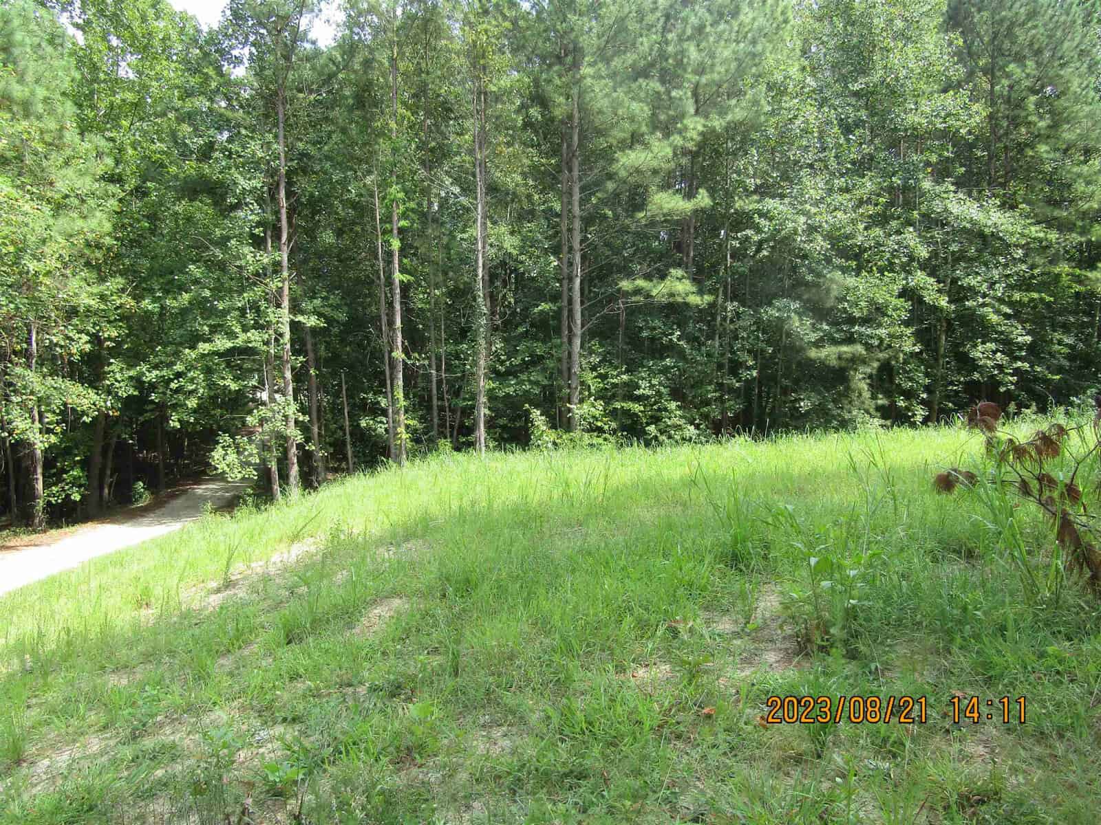 A dense, lush green forest with tall trees under a clear sky, bordered by a mown grassy area in the foreground and a curving dirt path to the left. the image includes a timestamp.