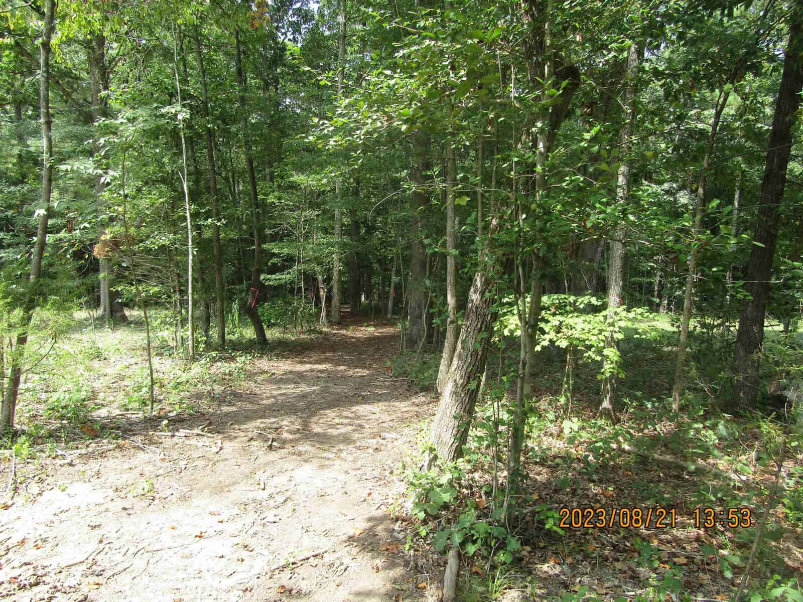 A dirt path meanders through a dense green forest, the trees casting deep shadows across the trail. bright sunlight filters through the canopy, highlighting patches of the forest floor. date stamp shows "2023/08/12 1:53.