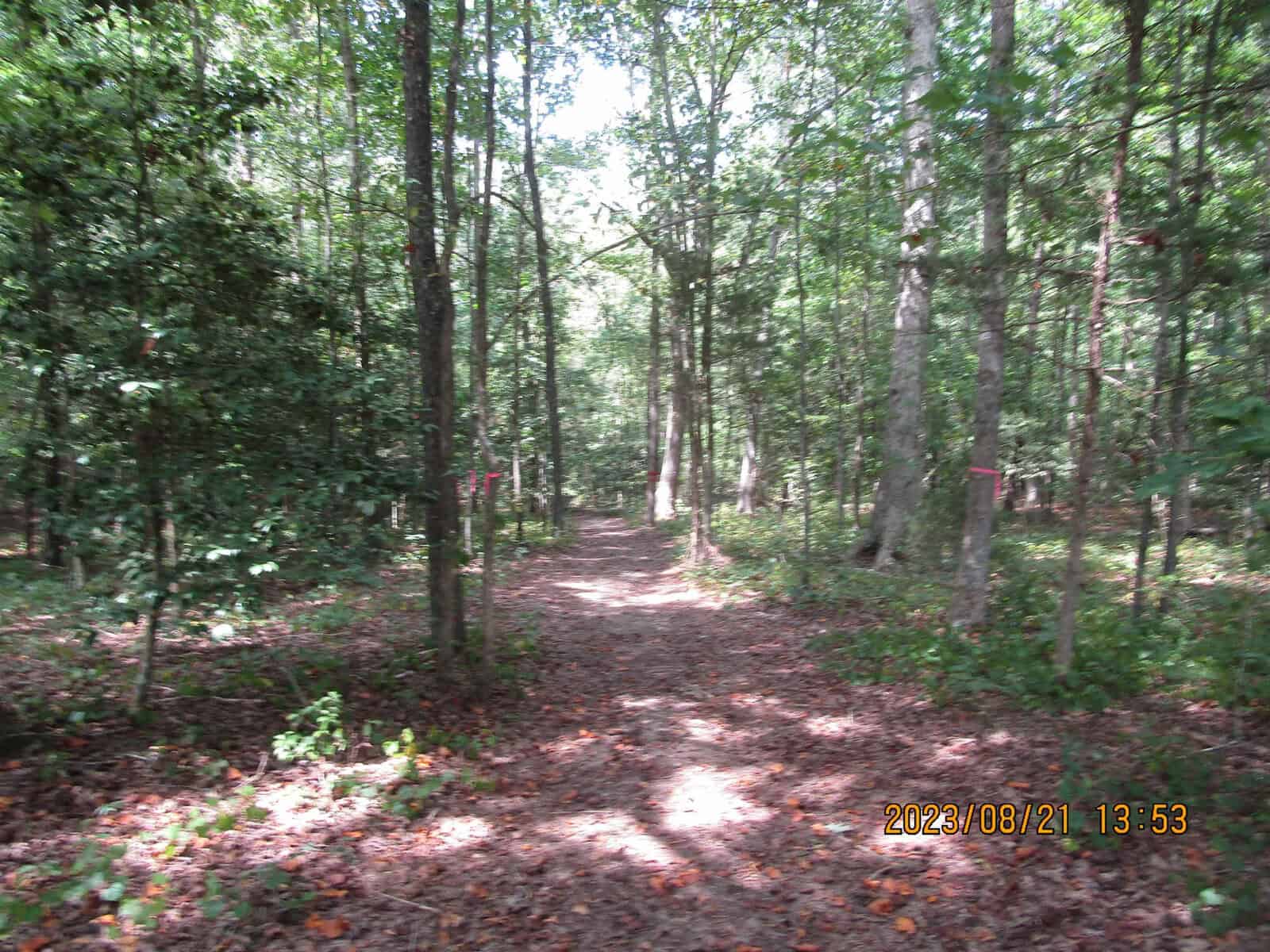 A natural forest scene with a narrow dirt trail winding through densely packed trees, illuminated by sunlight casting dappled shadows on the ground. the date and time stamp in the corner reads "2023/08/21 13:53".