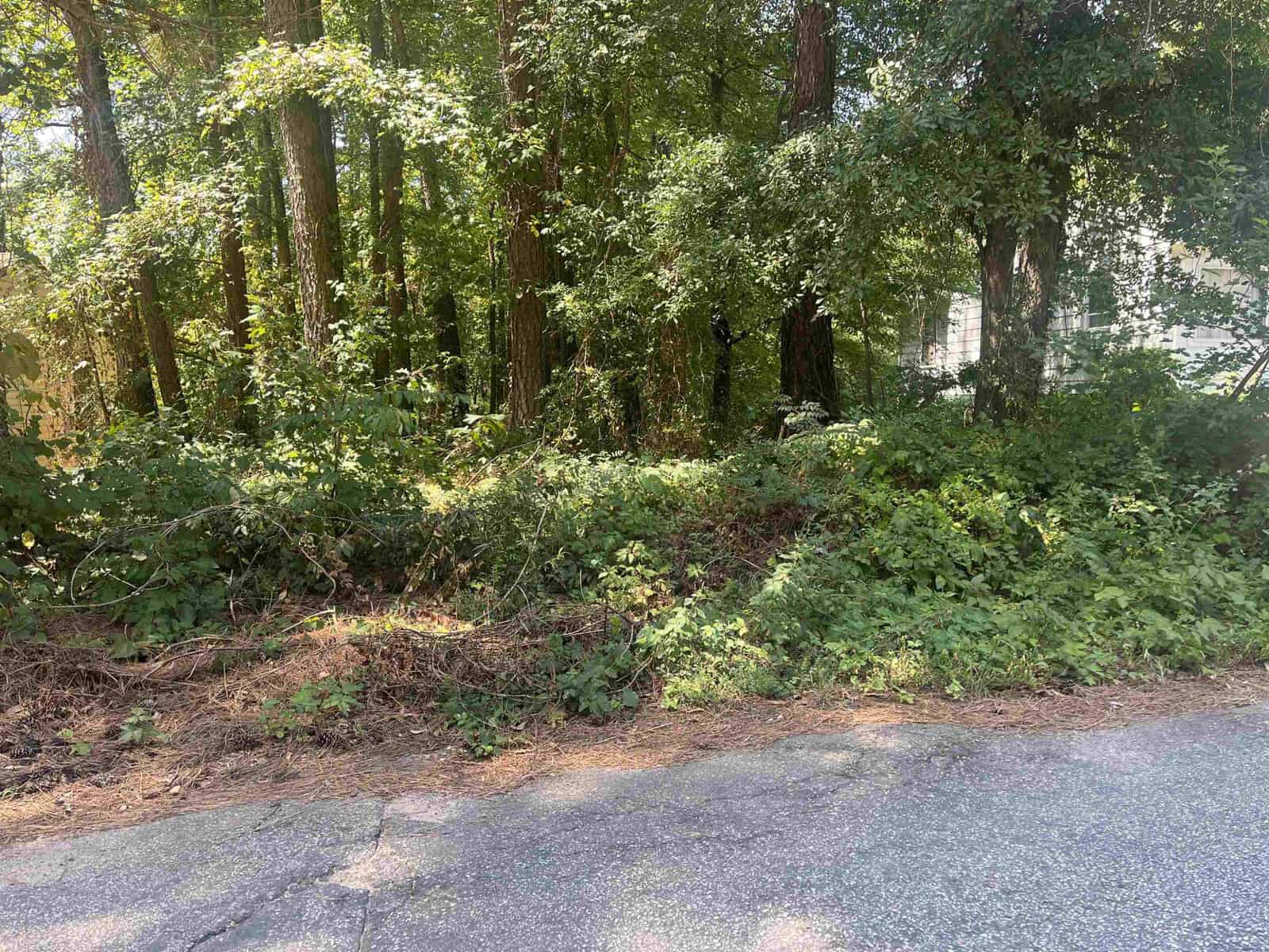 A roadside view showing dense green vegetation with a variety of shrubs and trees adjacent to a paved street at Lots 25-26 High Street, Henderson NC.