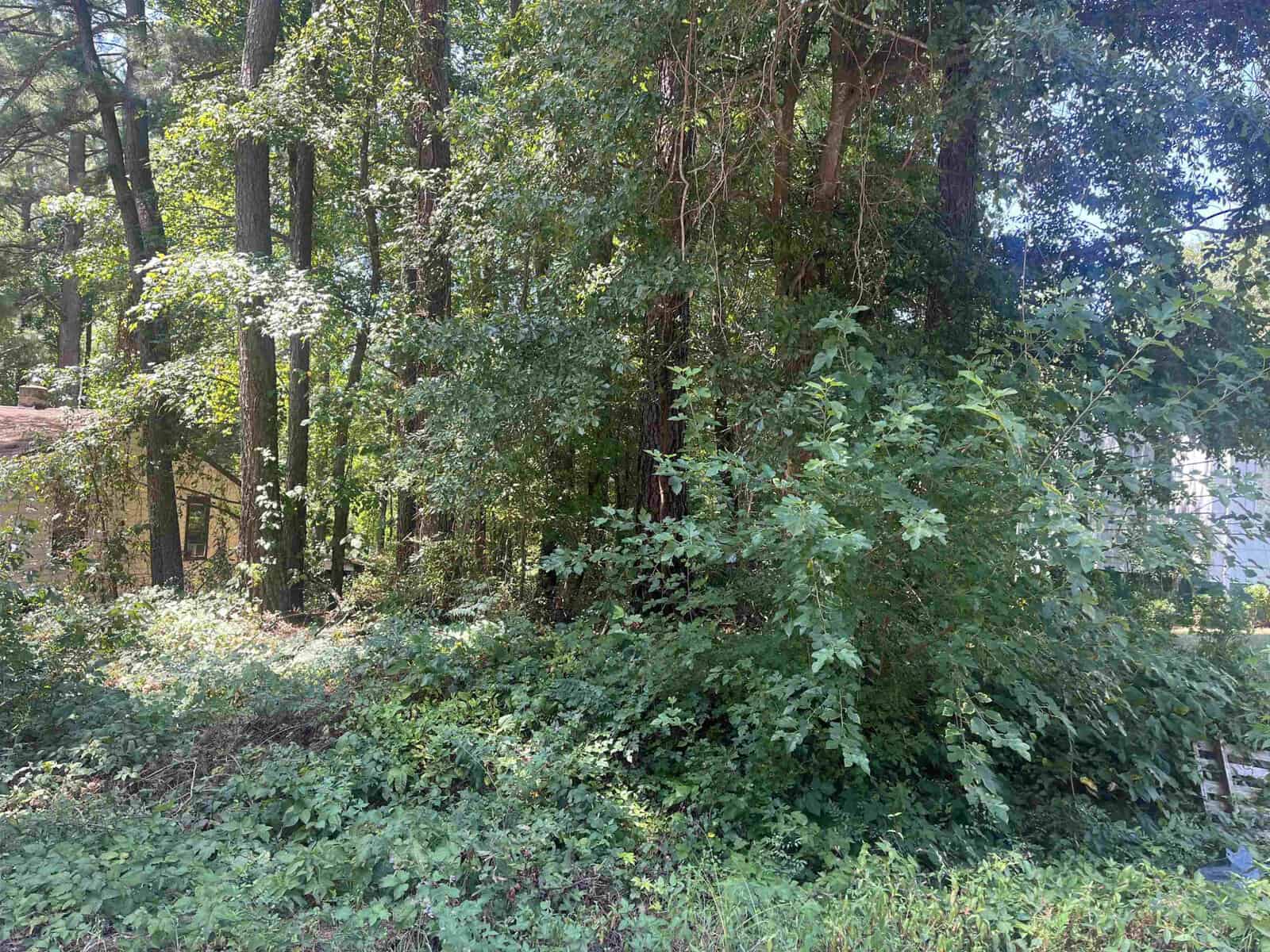 A dense growth of green trees and shrubs in a woodland area with sunlight filtering through the leaves.
