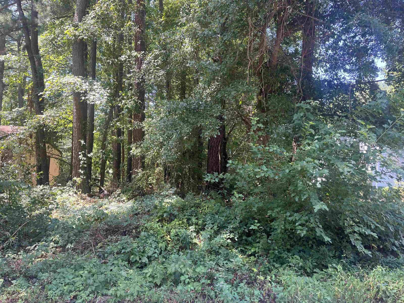 A dense growth of green shrubs and trees with a variety of foliage in a forested area.