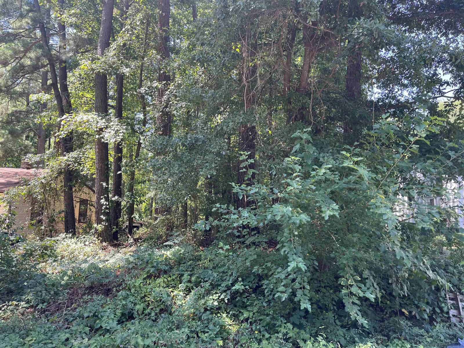 A dense growth of trees and underbrush with sunlight filtering through the foliage.