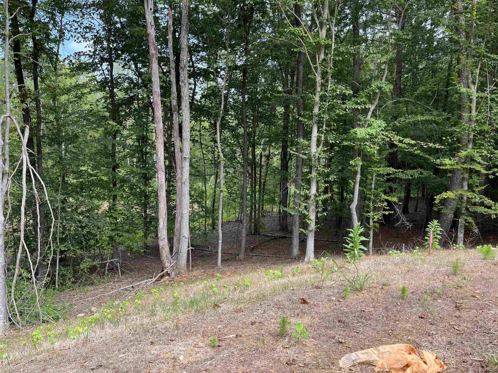A forest view with tall, slender trees and a dense green canopy. The foreground shows a patch of dry grass and scattered plants. A small orange tarp or cloth is partially visible at the bottom.