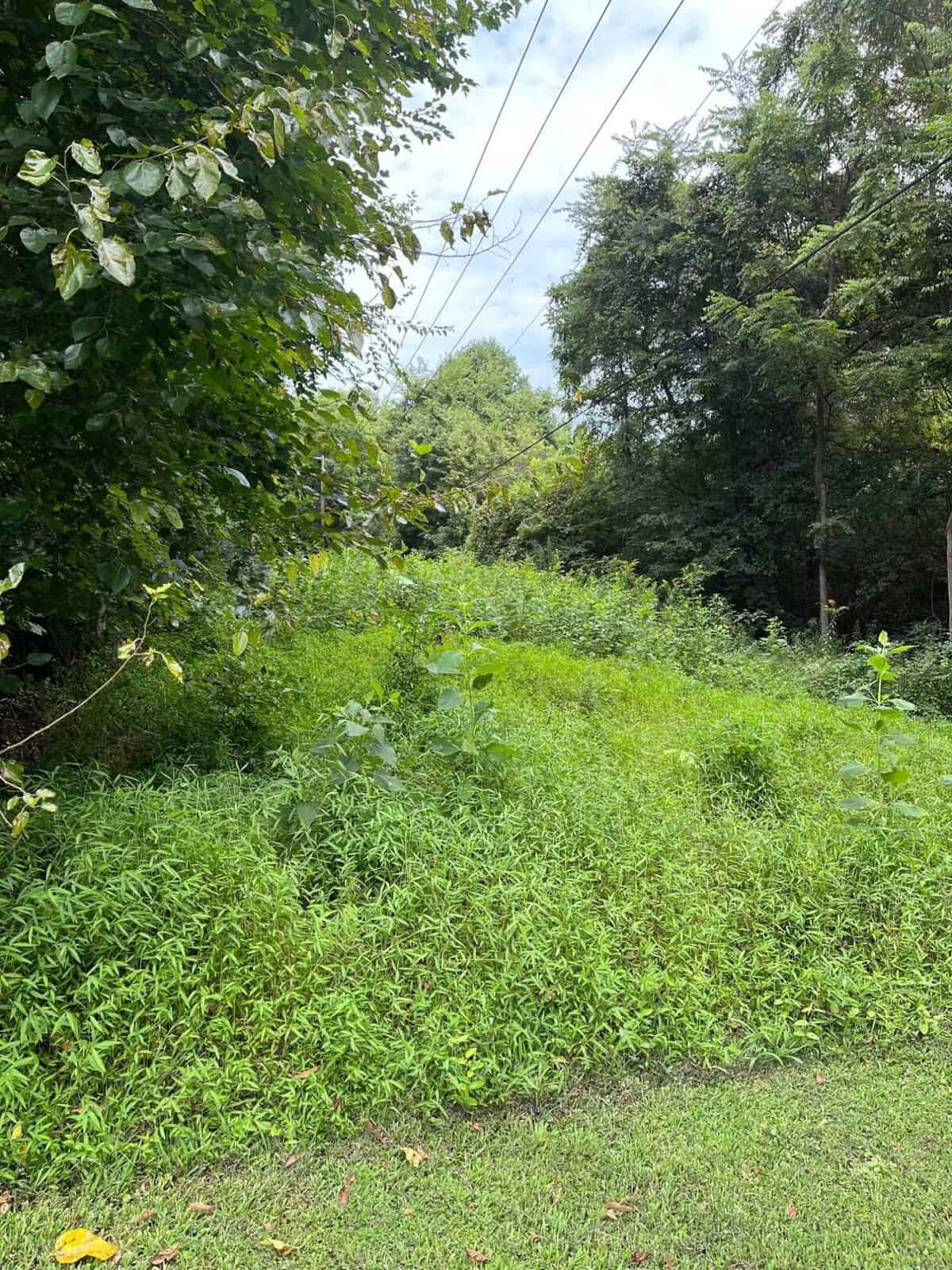 A lush green landscape with tall grass and dense foliage. Trees border the area, and power lines run overhead against a partly cloudy sky. There is a mix of light and shadow across the scene.
