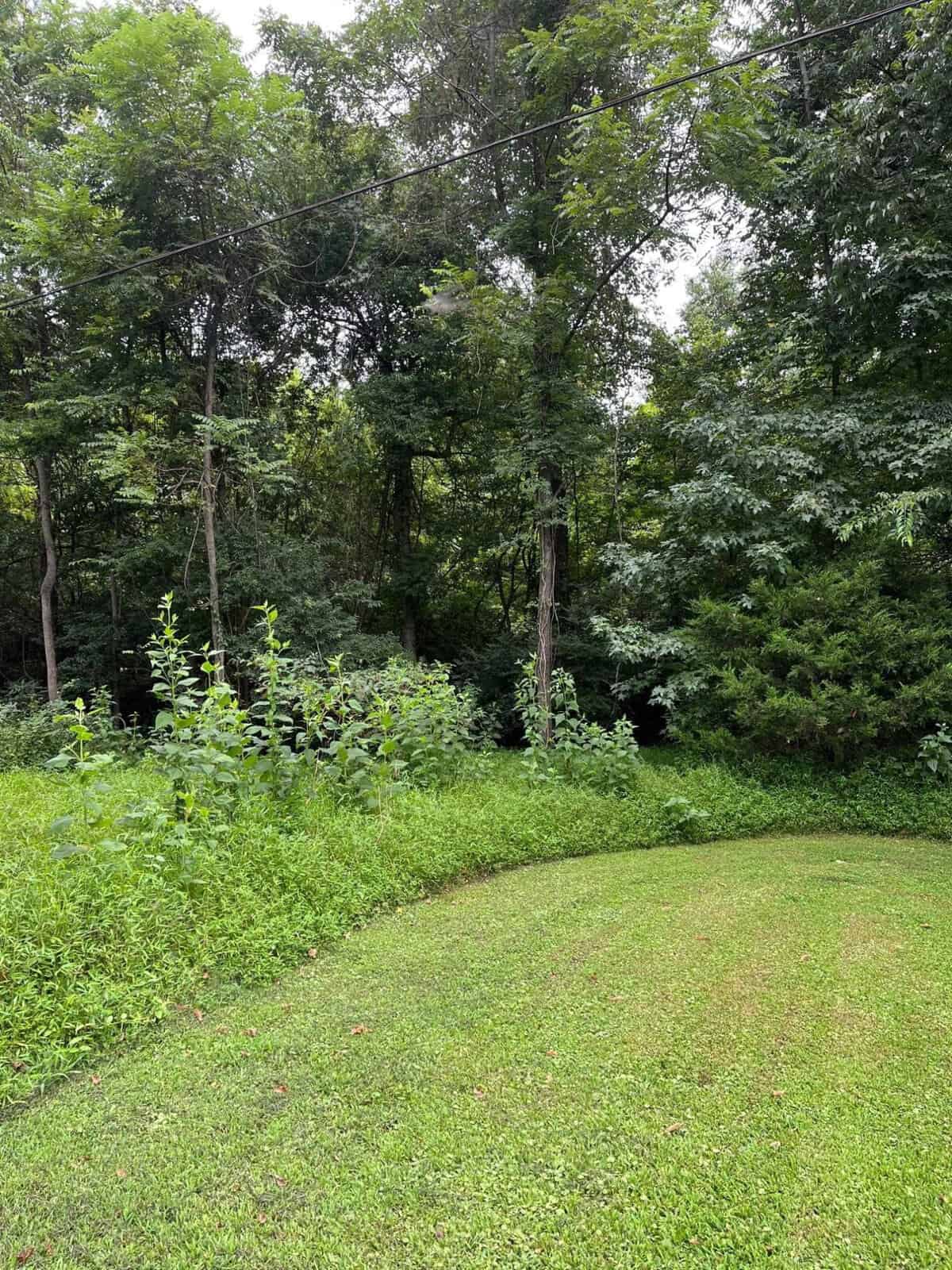 A lush, green forest with a variety of trees and dense foliage. The foreground features a small, neatly trimmed lawn area, and above, a utility wire is visible against the cloudy sky.