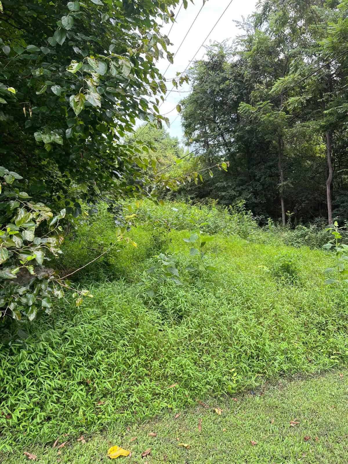 A lush green landscape featuring dense foliage, a variety of leafy plants, and tall trees under a partly cloudy sky, with some tangled vines and grass in the foreground.