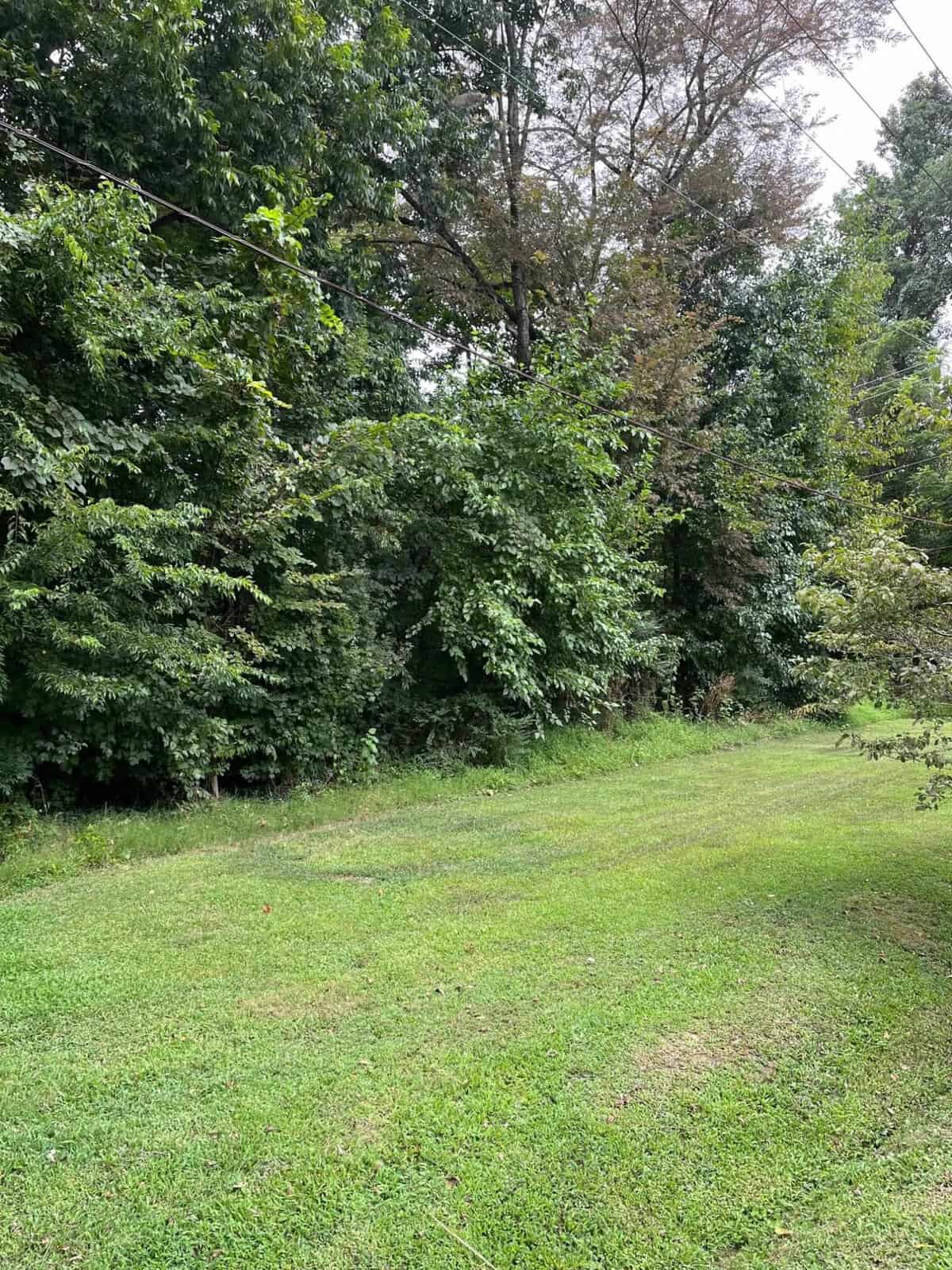 A lush, green landscape with a well-maintained grassy area in the foreground, bordered by dense trees and shrubs. The trees have rich foliage, creating a serene, natural backdrop under a cloudy sky.