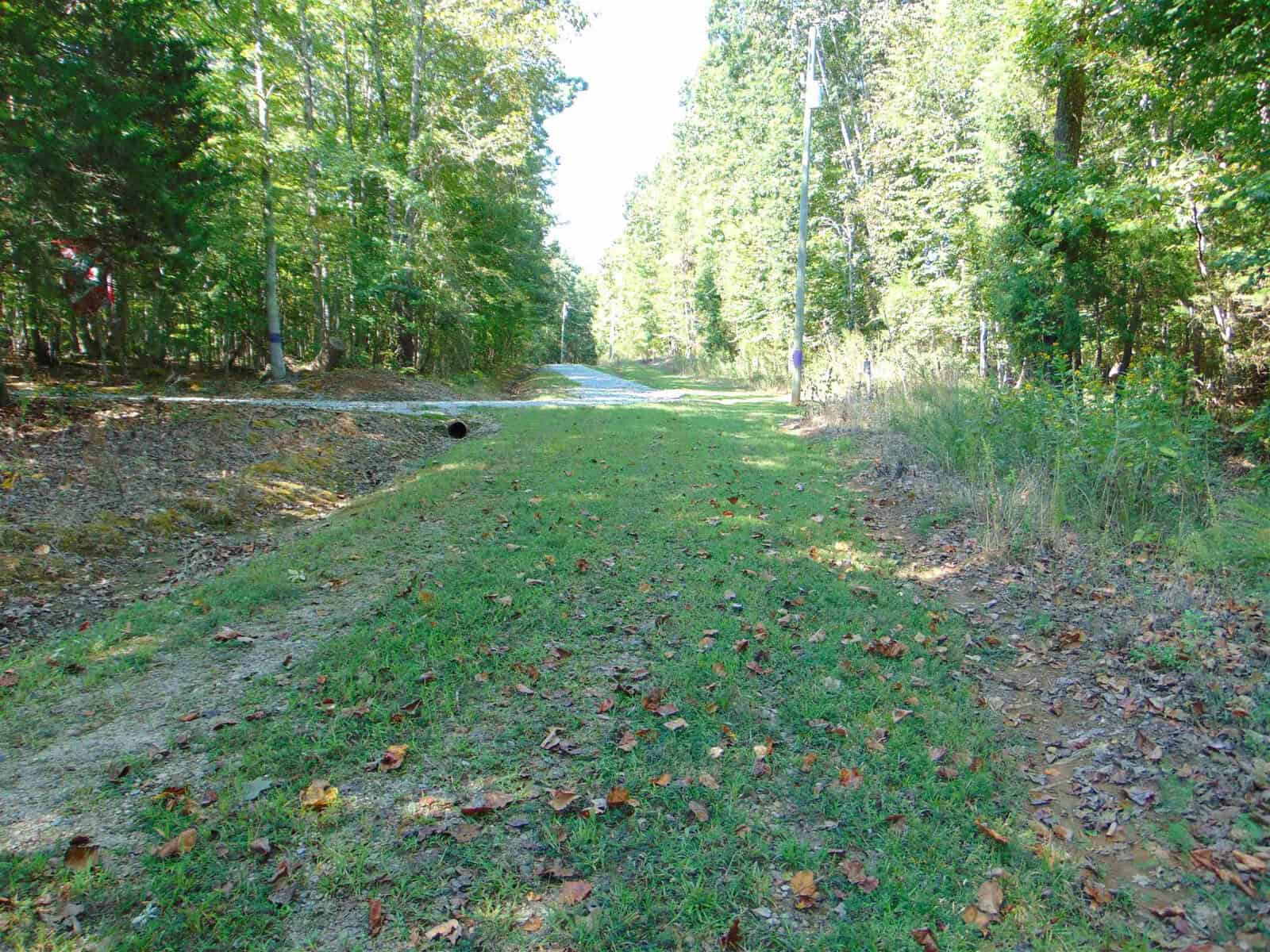 A grassy path with scattered fallen leaves runs through a forested area. Trees with green foliage line both sides of the path, and sunlight filters through the branches. A drainage pipe is visible on the left.