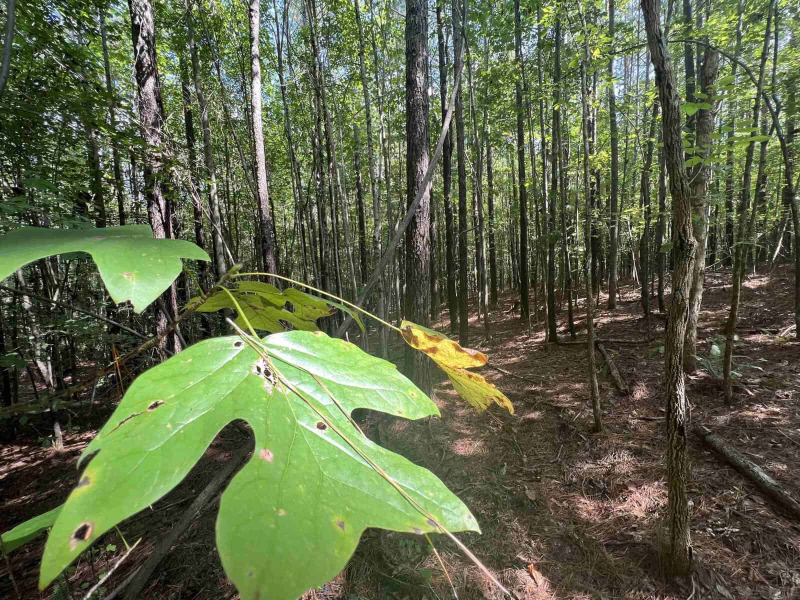 A sunlit forest with tall, slender trees casting dappled shadows on the ground. In the foreground, large green leaves with some brown spots are in focus, adding contrast to the dense woods in the background.