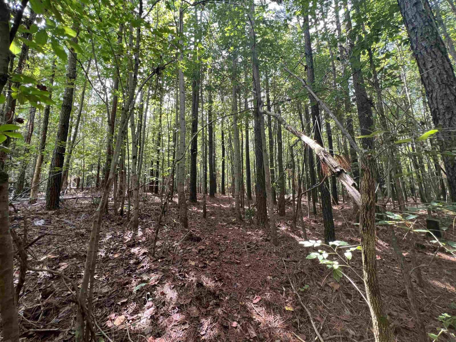 A sunlit forest with tall trees, green leaves, and a ground covered in dry leaves and pine needles. Sunlight filters through the canopy, casting dappled shadows on the forest floor.