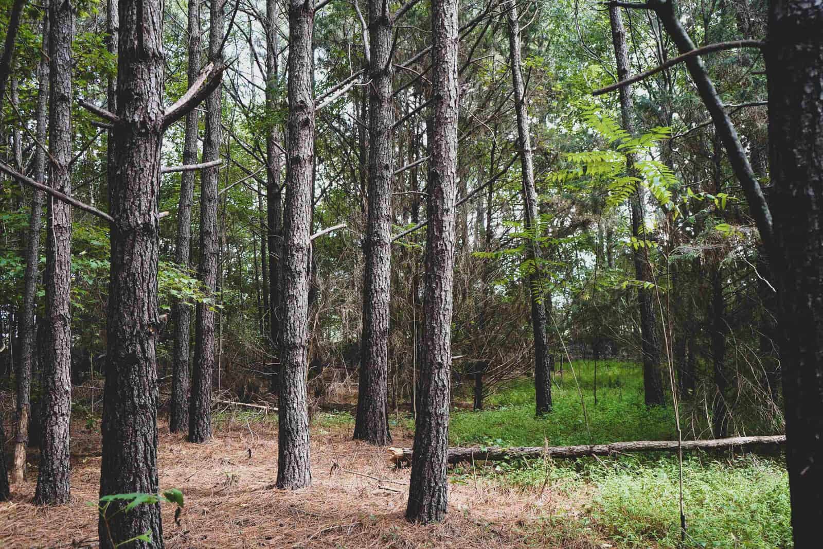 A dense forest with tall, slender trees and a lush green underbrush along 5 Acres S Chavis Road in Kittrell. Sunlight filters through the tree canopy, creating dappled light on the forest floor, which is covered in pine needles and fallen leaves. A fallen log lies across the path.