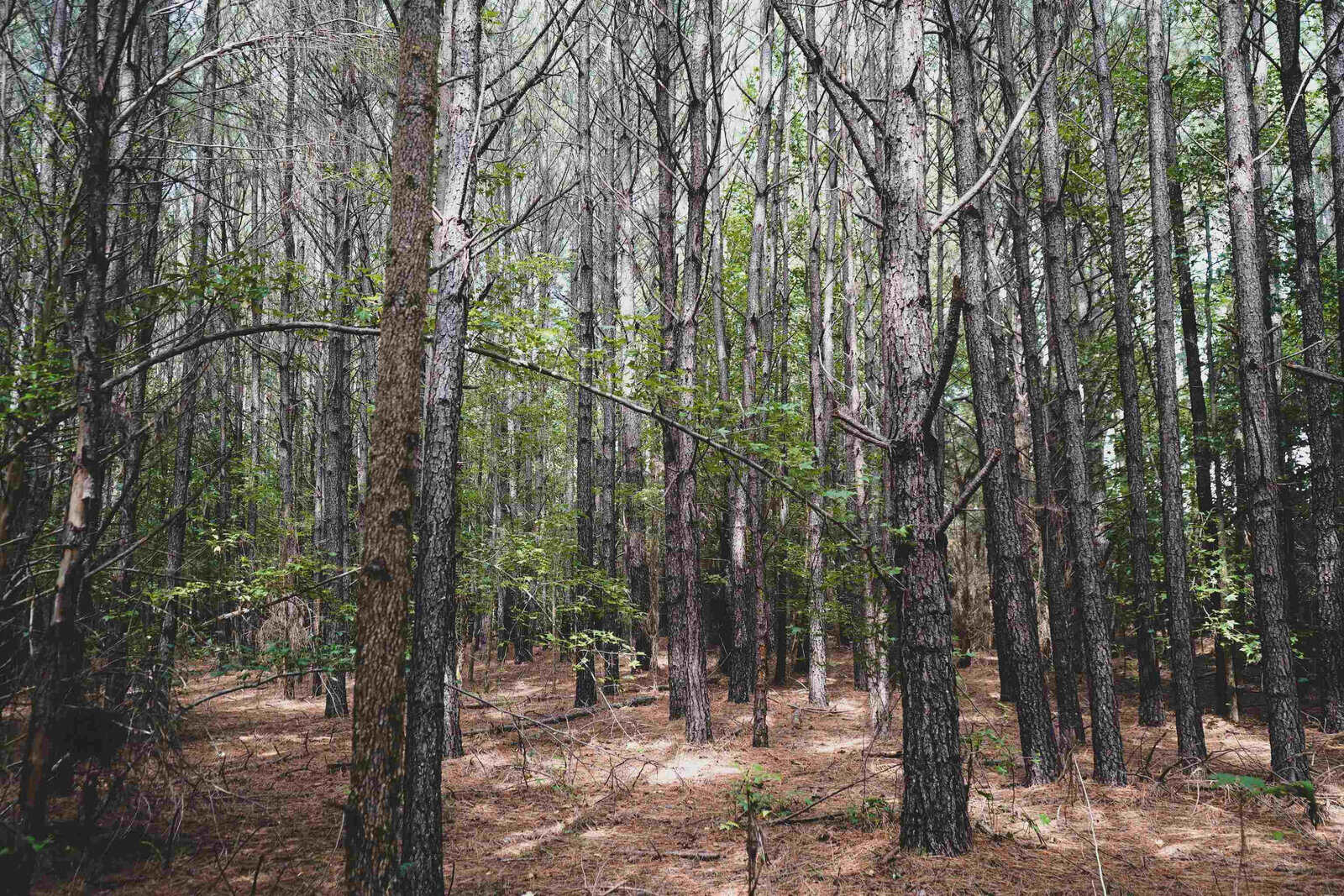 A tranquil forest scene with tall, slender trees densely packed together, their branches reaching up towards the sky. The forest floor is covered with dry leaves and pine needles, with patches of sunlight filtering through the canopy, casting dappled shadows.