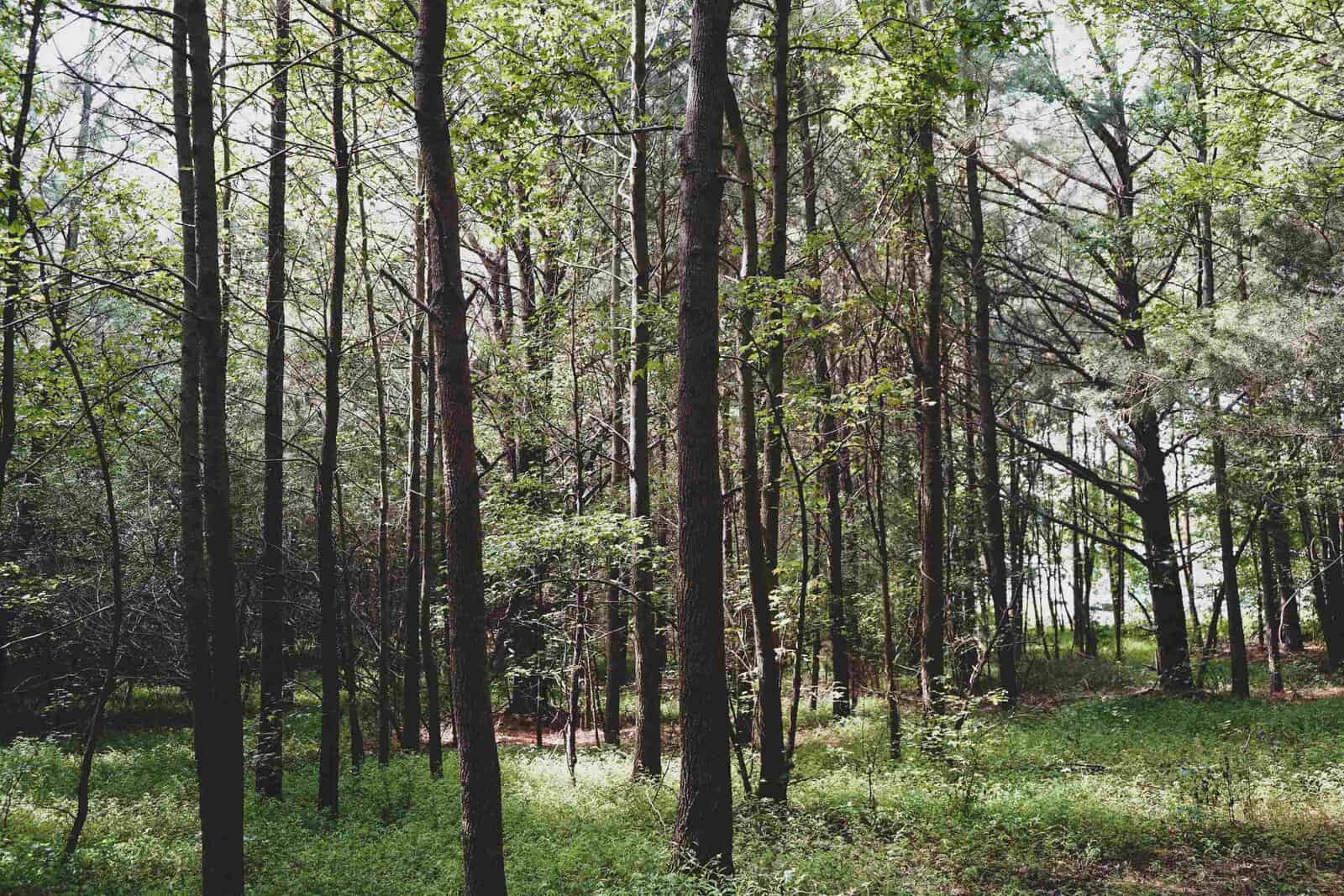 A serene forest scene with tall, slender trees spaced apart, allowing sunlight to filter through their branches. The forest floor is covered in lush green vegetation, creating a tranquil and inviting natural setting.